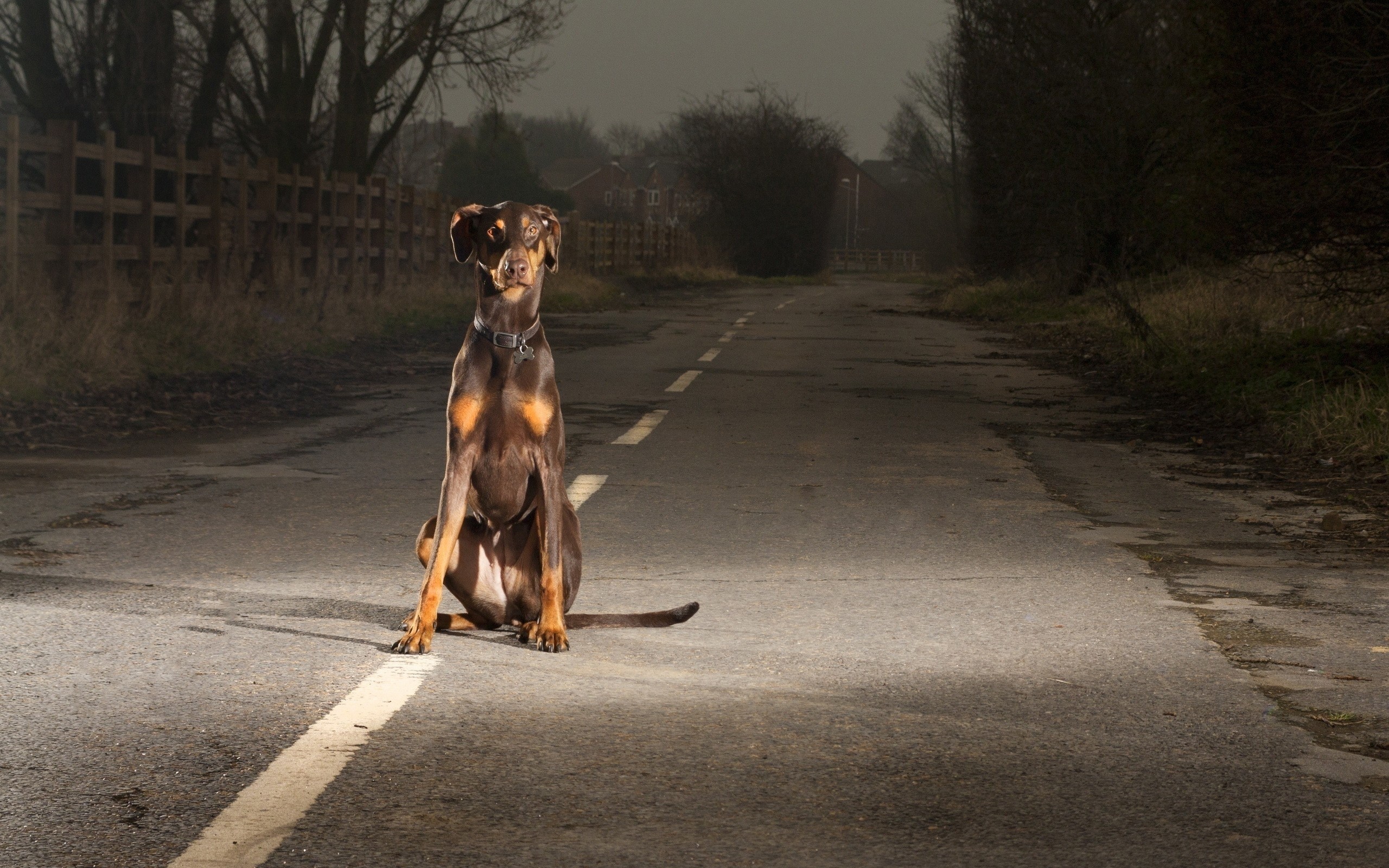 Brown Doberman Pinscher sitting on a road HD Wallpaper