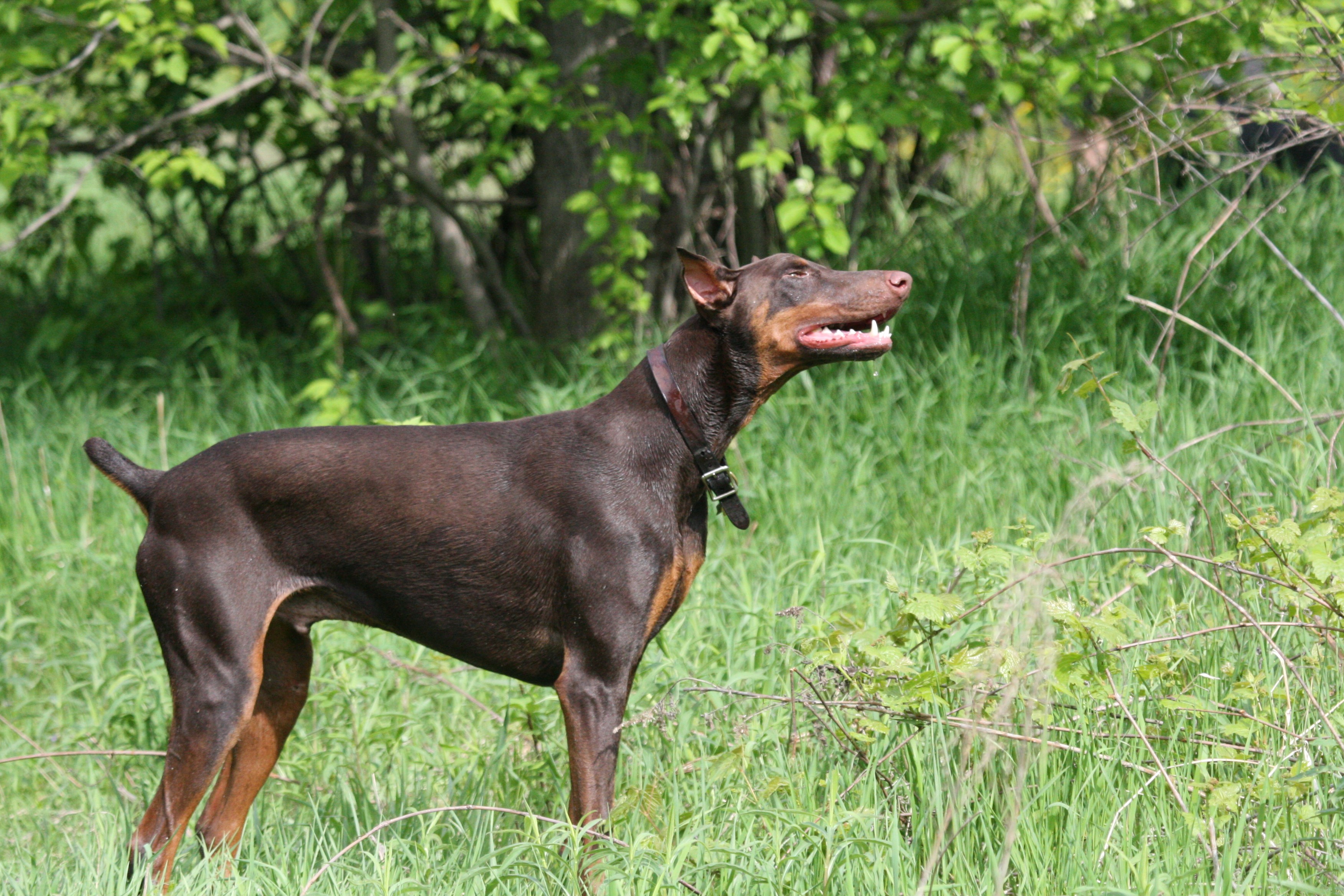 Brown Doberman Pinscher standing in grass HD Wallpaper