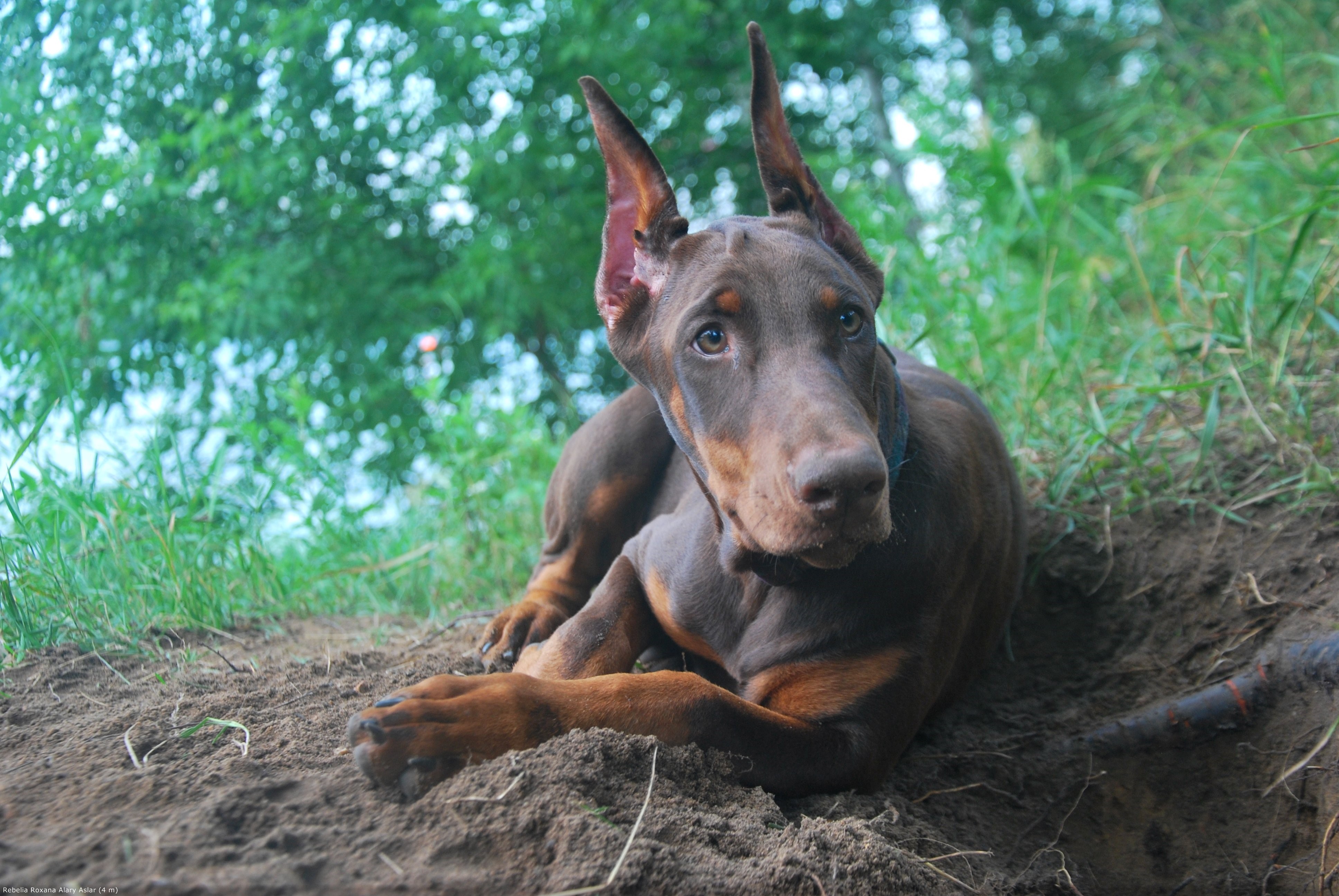 Brown Doberman Pinscher Lying on Dirt HD Wallpaper