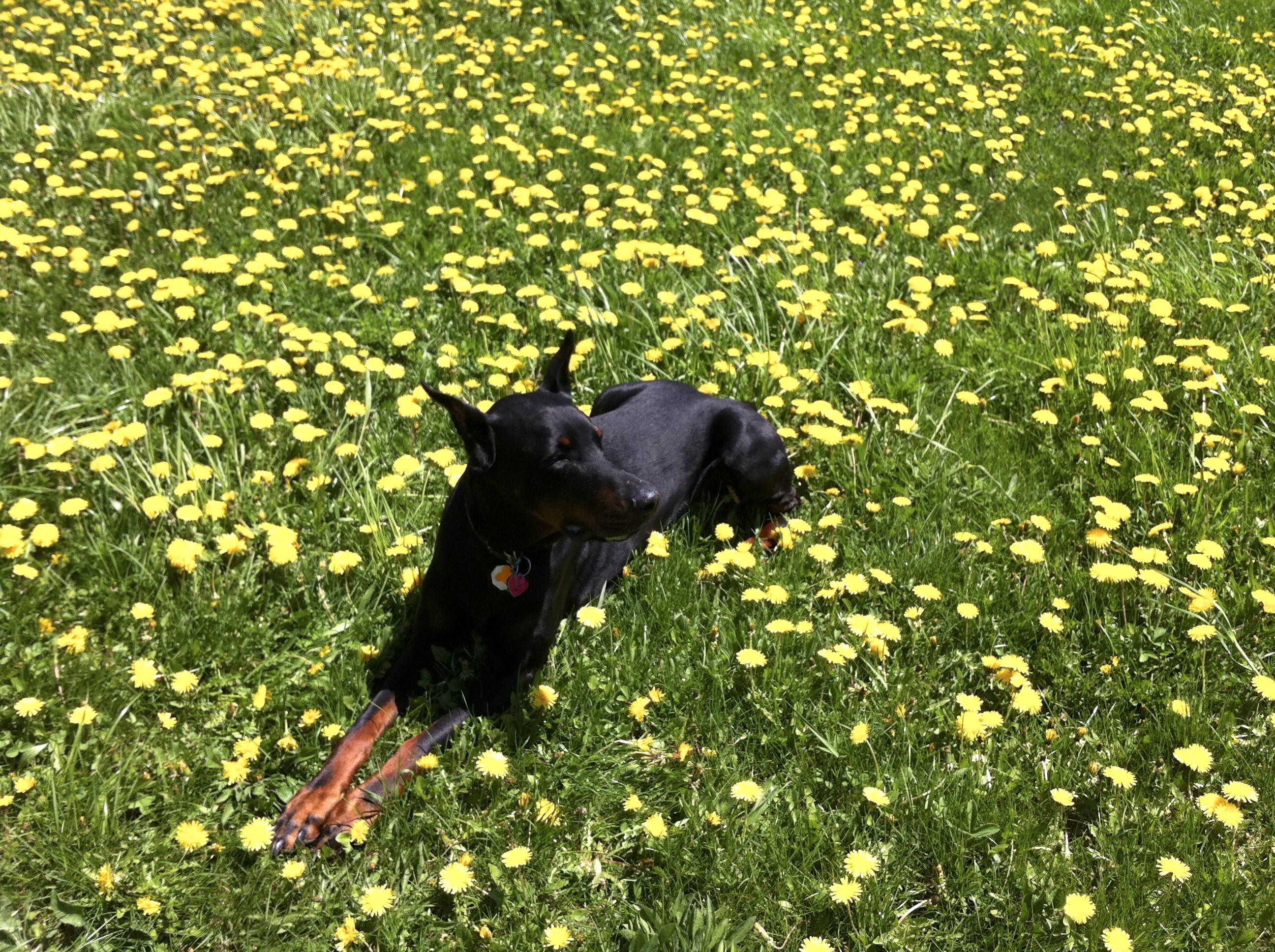 Black Doberman Pinscher lying in a field of dandelions HD Wallpaper