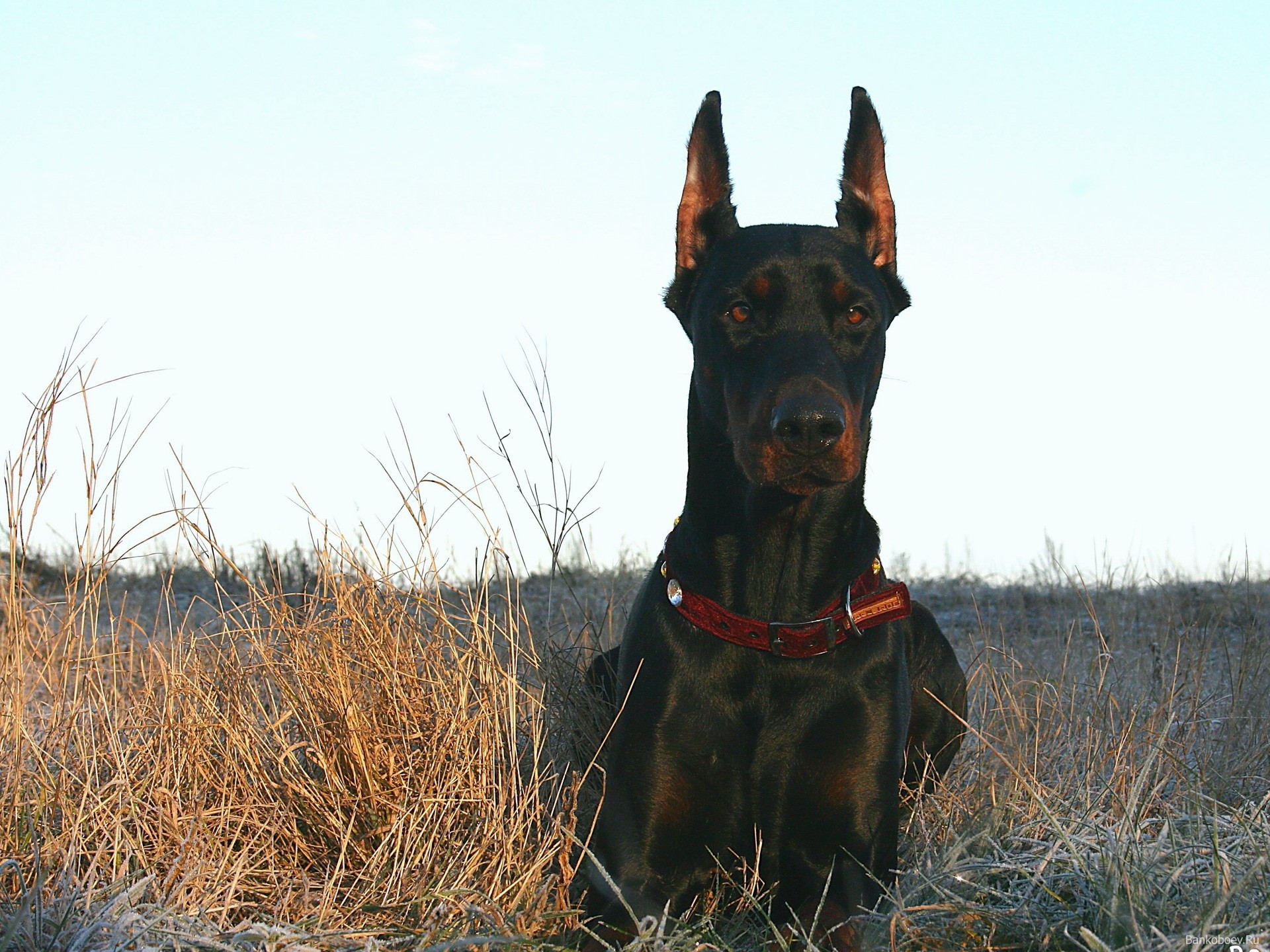 Black Doberman Pinscher sitting in dry grass HD Wallpaper