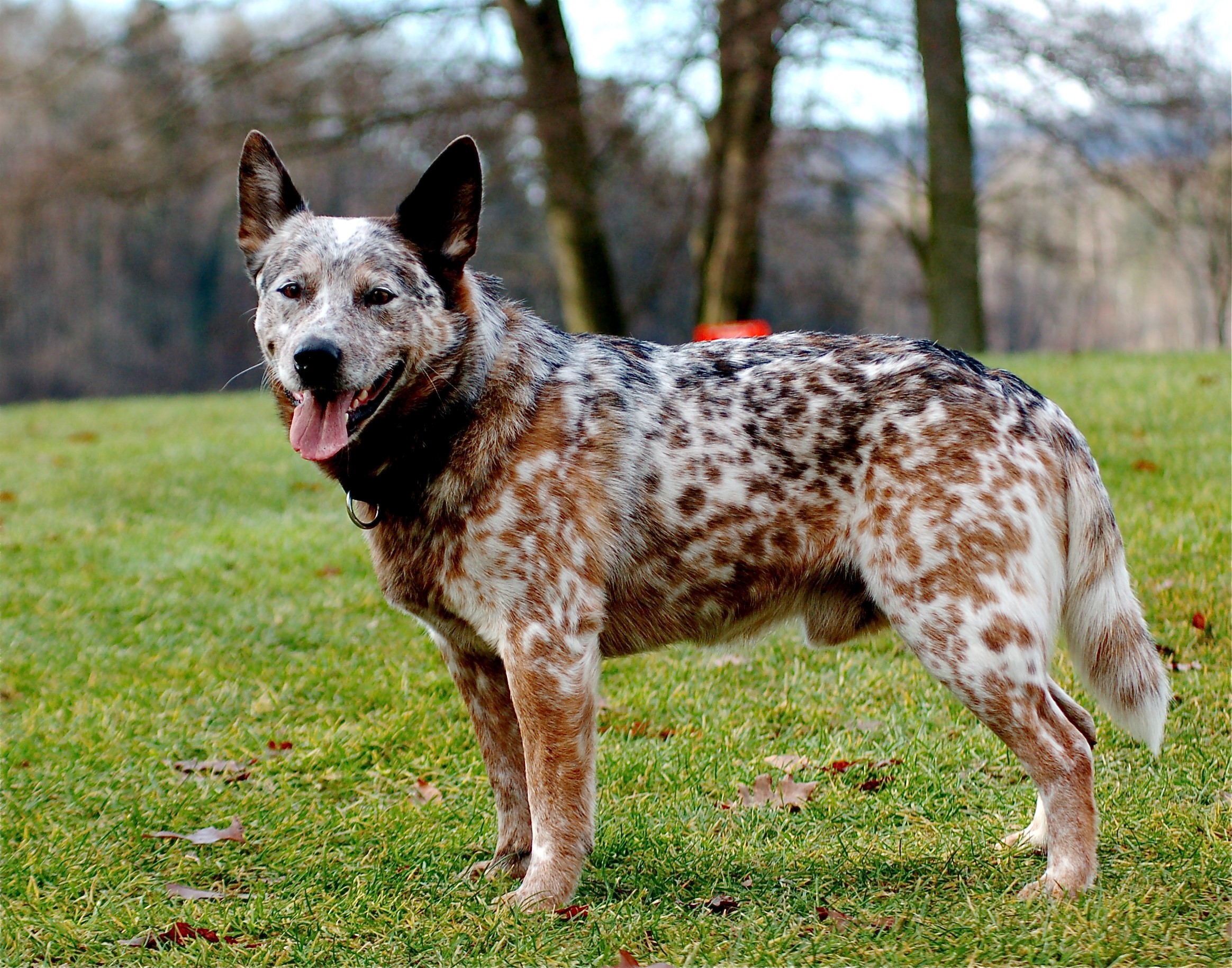 Australian Cattle Dog standing on grass HD Wallpaper