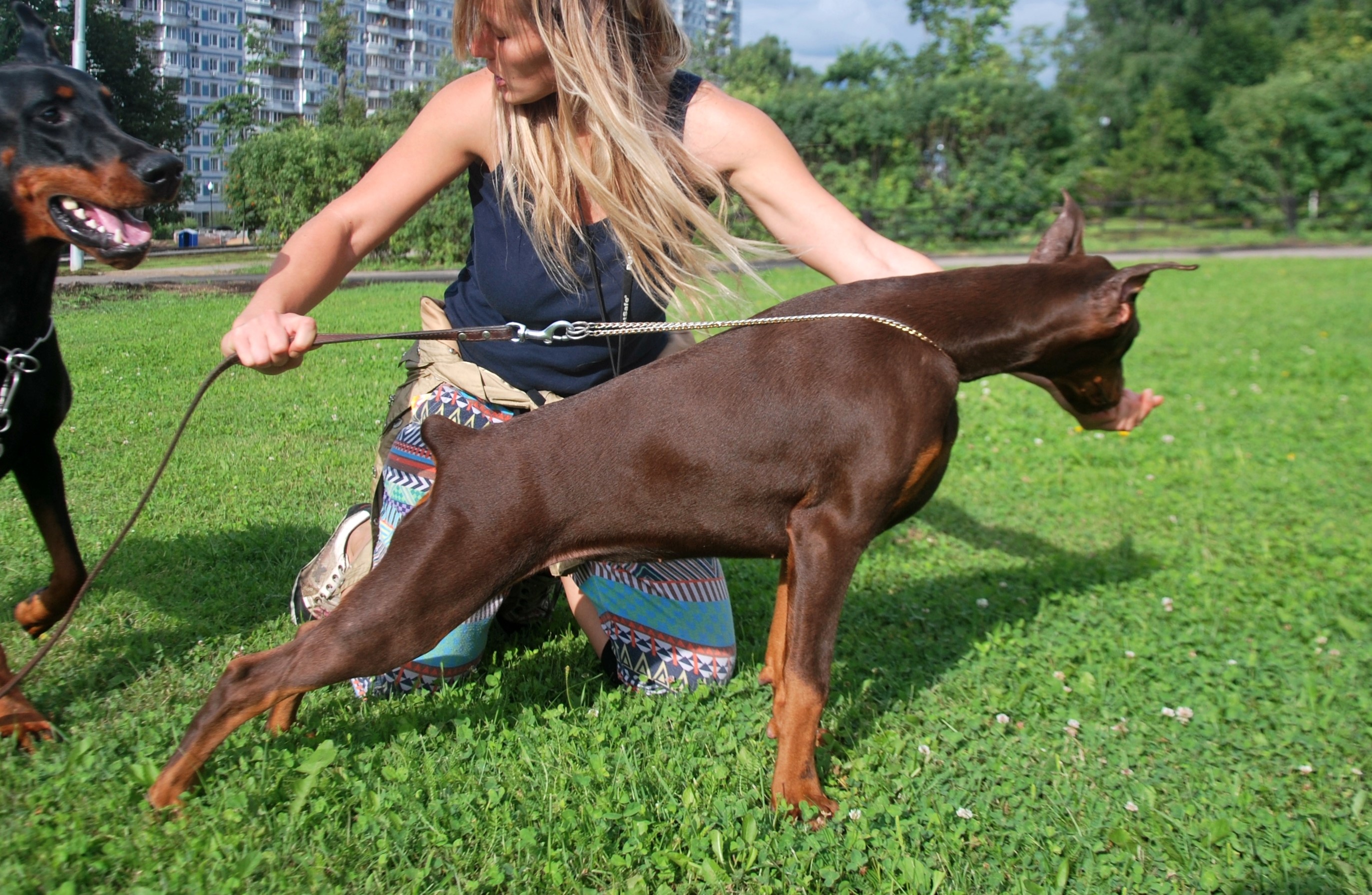 Woman with Doberman Pinschers on Grass HD Wallpaper