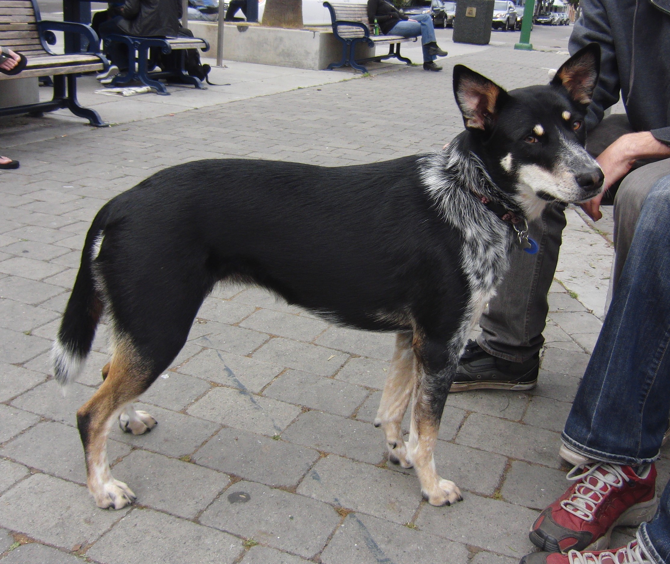 Black and tan dog standing on a brick sidewalk HD Wallpaper
