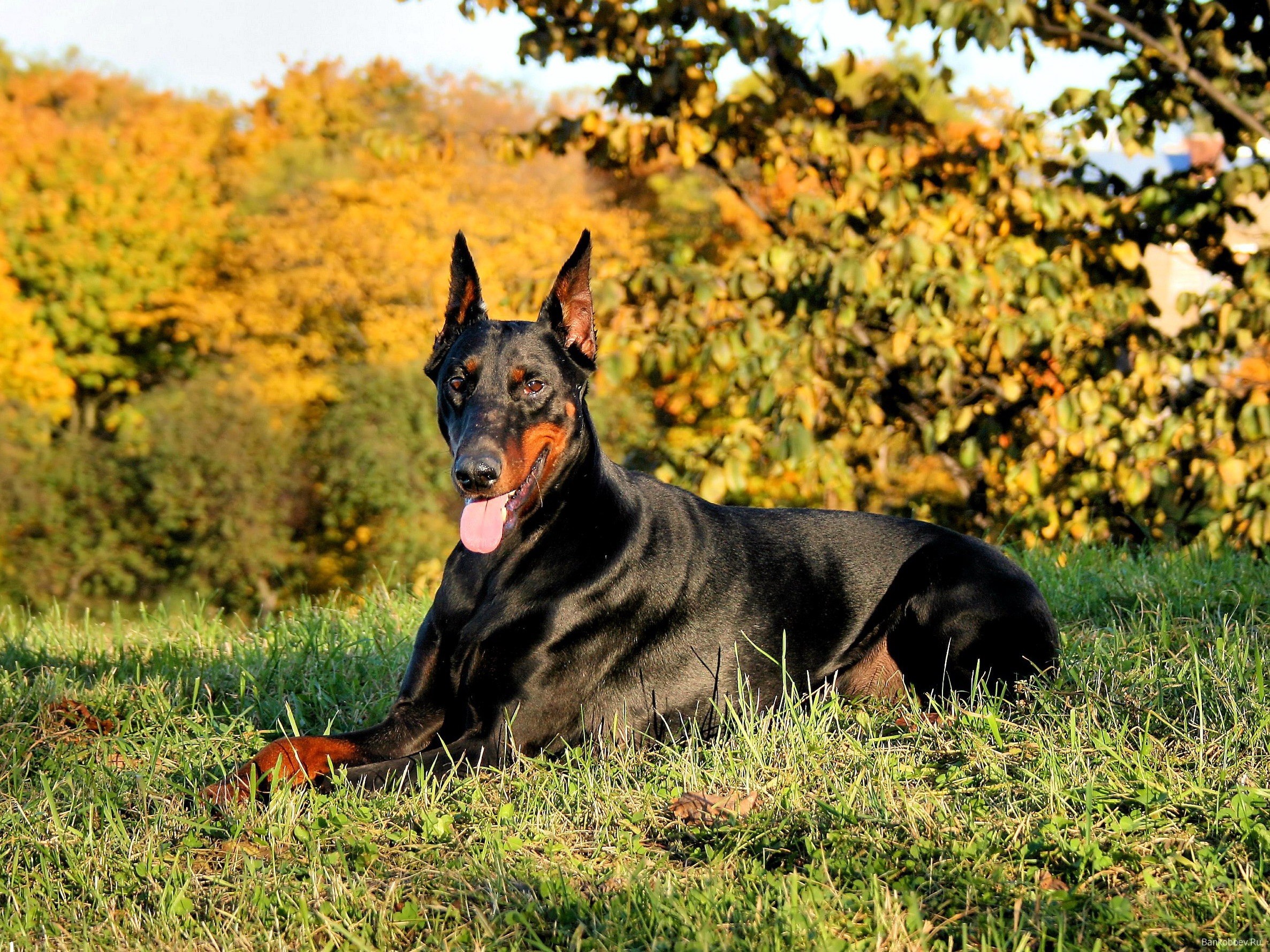 Black Doberman Pinscher lying in grass with autumn trees HD Wallpaper