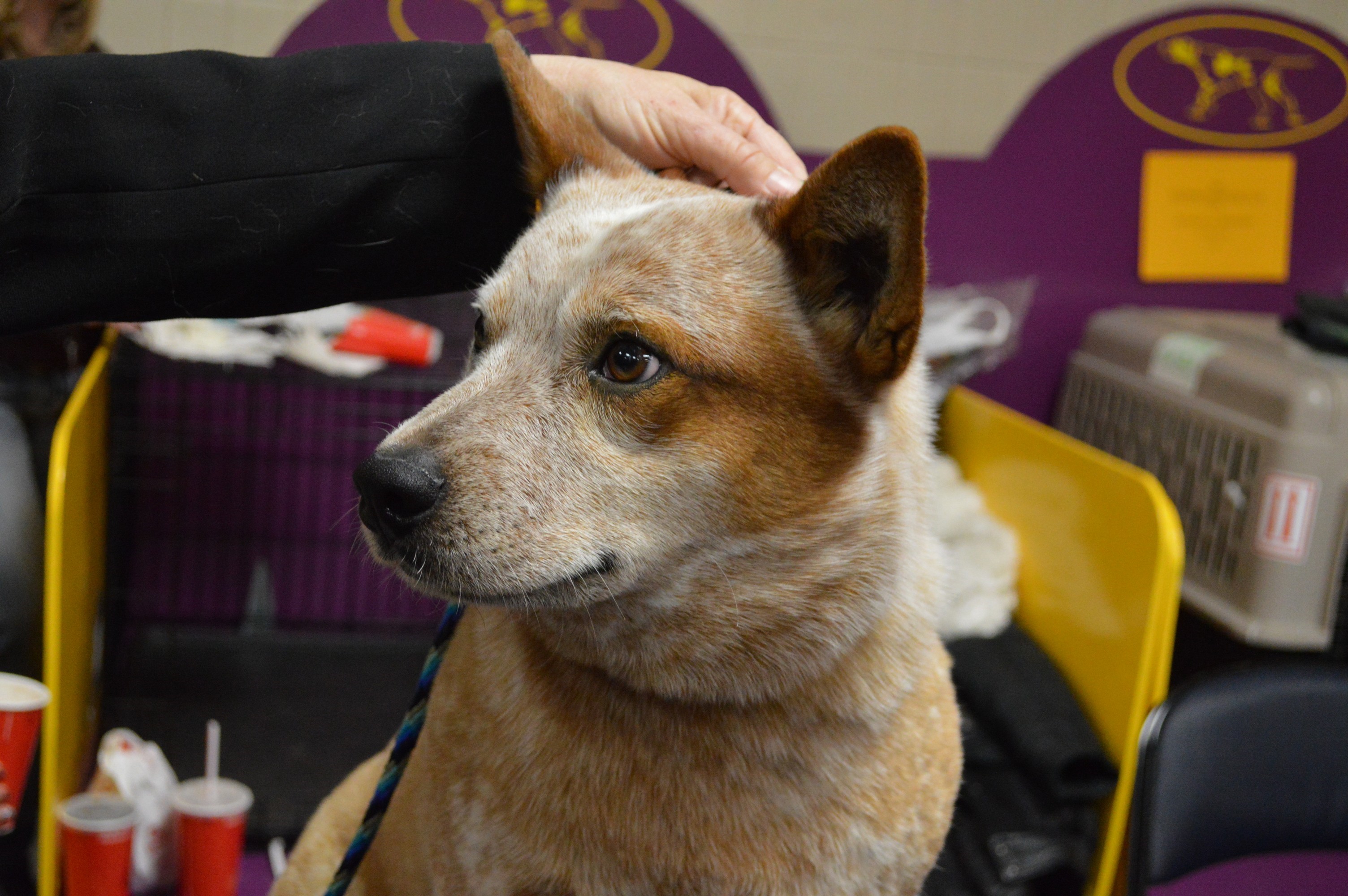 Australian Cattle Dog being petted HD Wallpaper