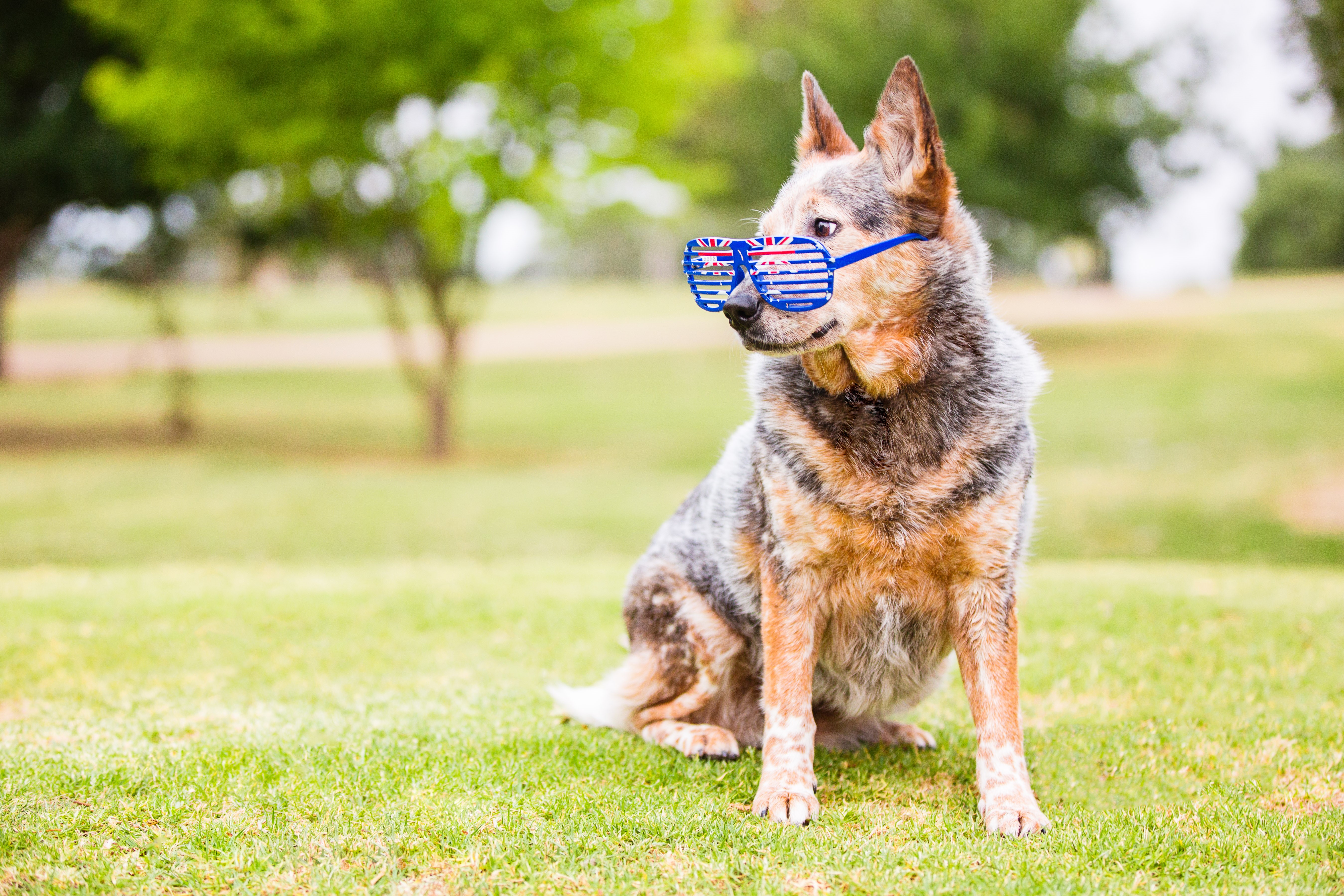 Australian Cattle Dog wearing novelty glasses on grass HD Wallpaper