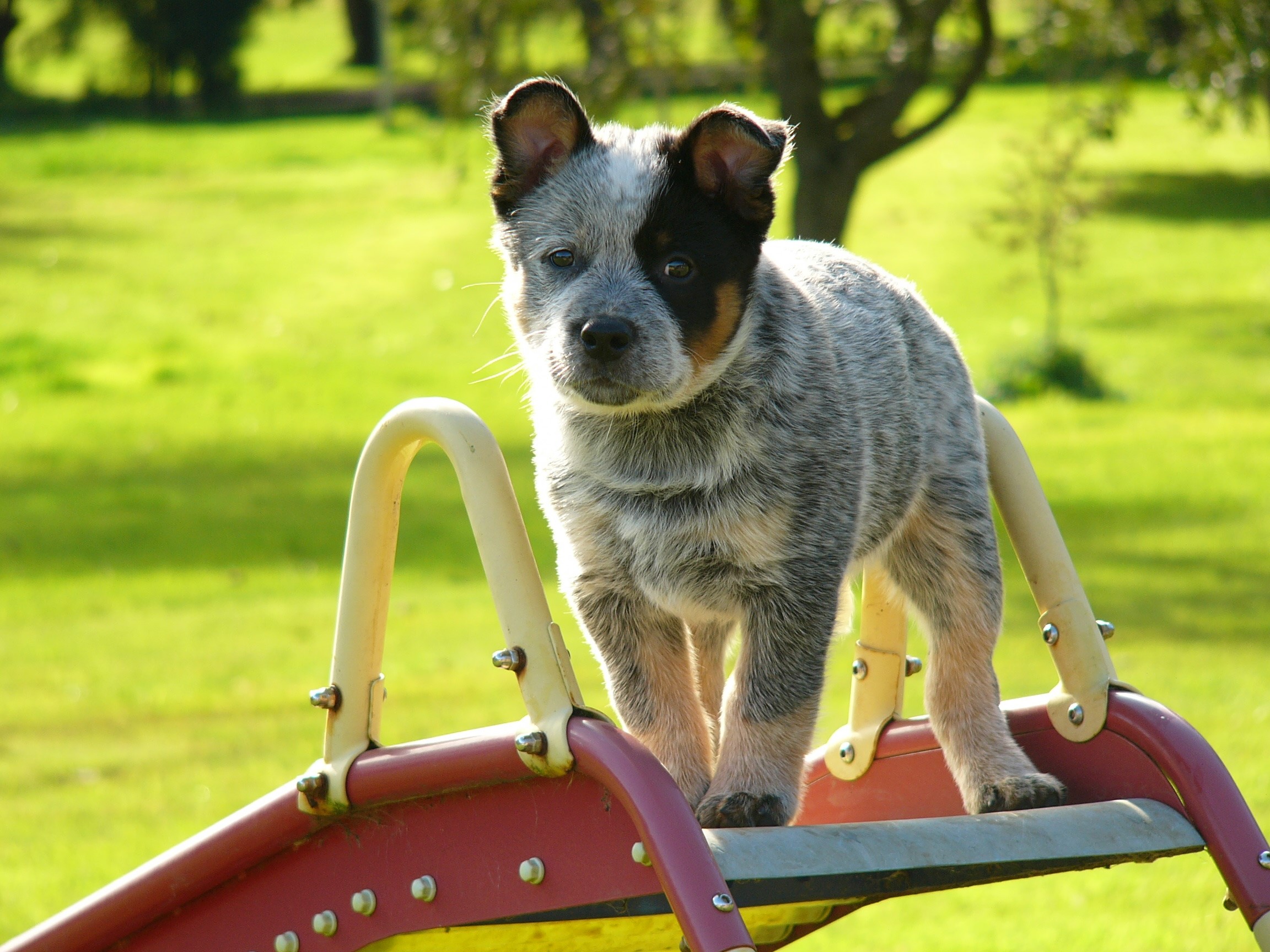 Australian Cattle Dog puppy on a playground slide HD Wallpaper