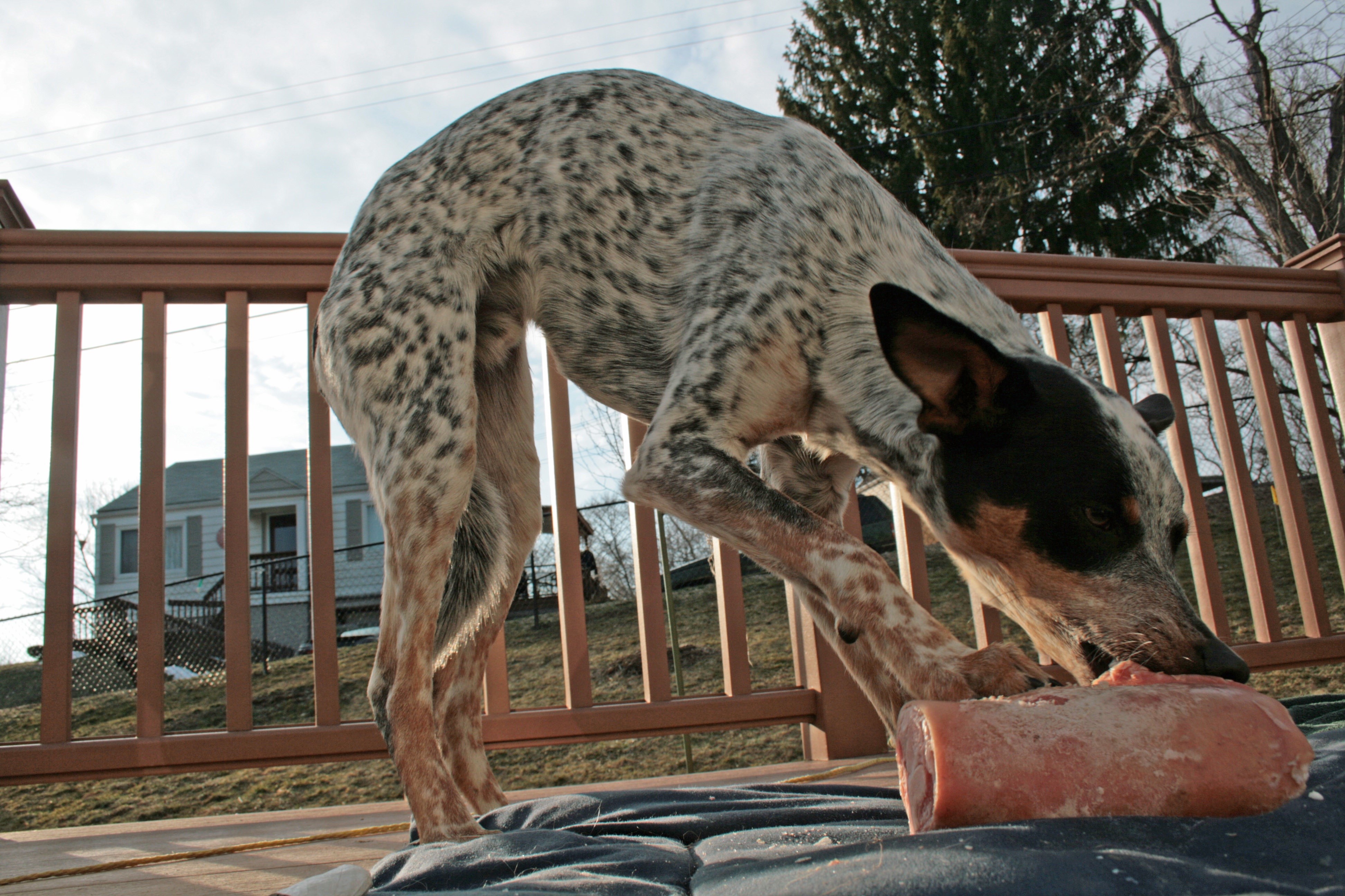 Australian Cattle Dog eating raw meat on deck HD Wallpaper