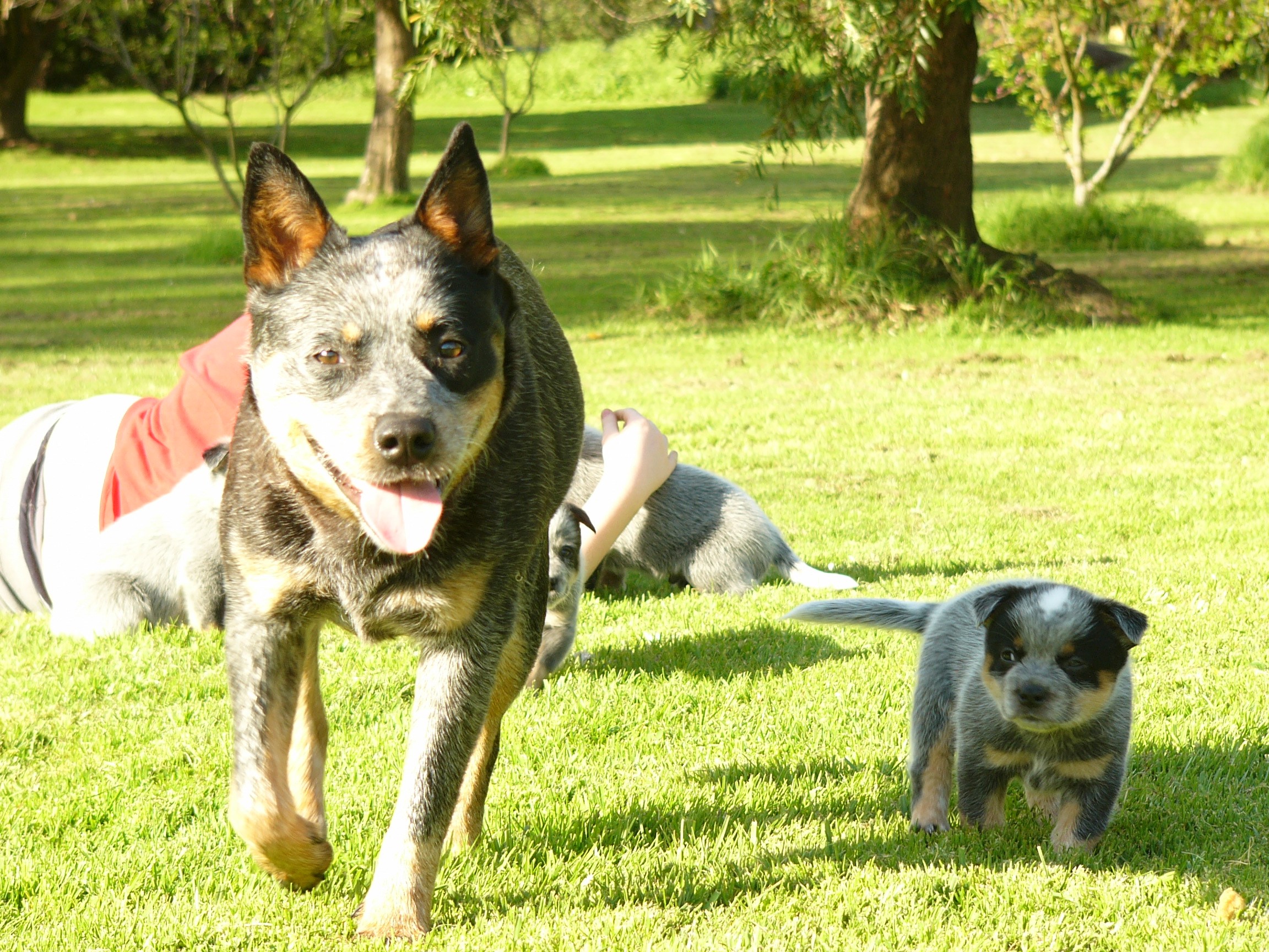 Adult and puppies of Australian Cattle Dog on grass HD Wallpaper