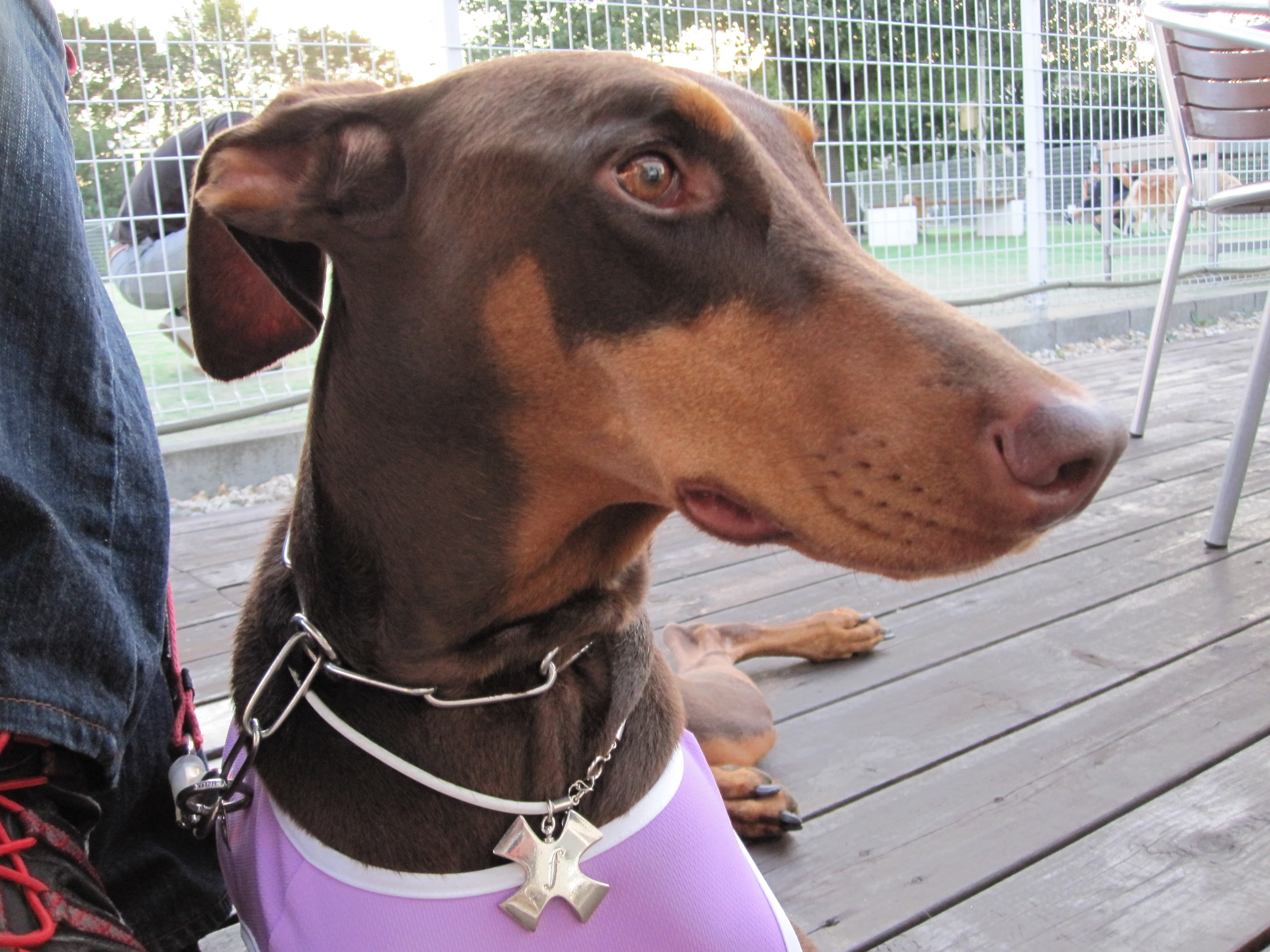 Doberman Pinscher wearing a purple shirt HD Wallpaper