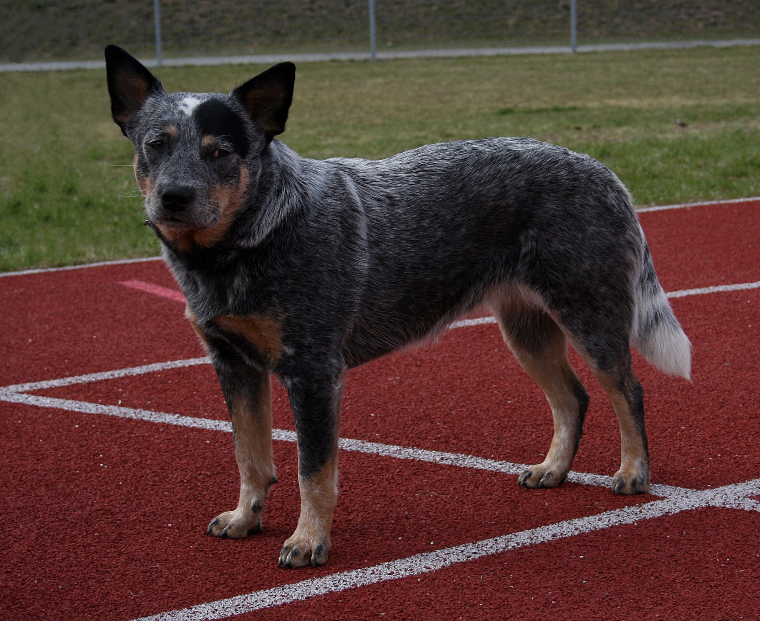 Australian Cattle Dog standing on a track HD Wallpaper