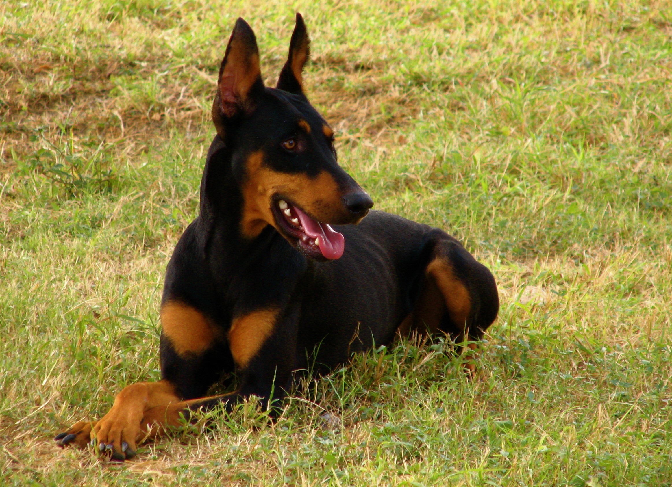 Black and tan Doberman Pinscher lying on grass HD Wallpaper