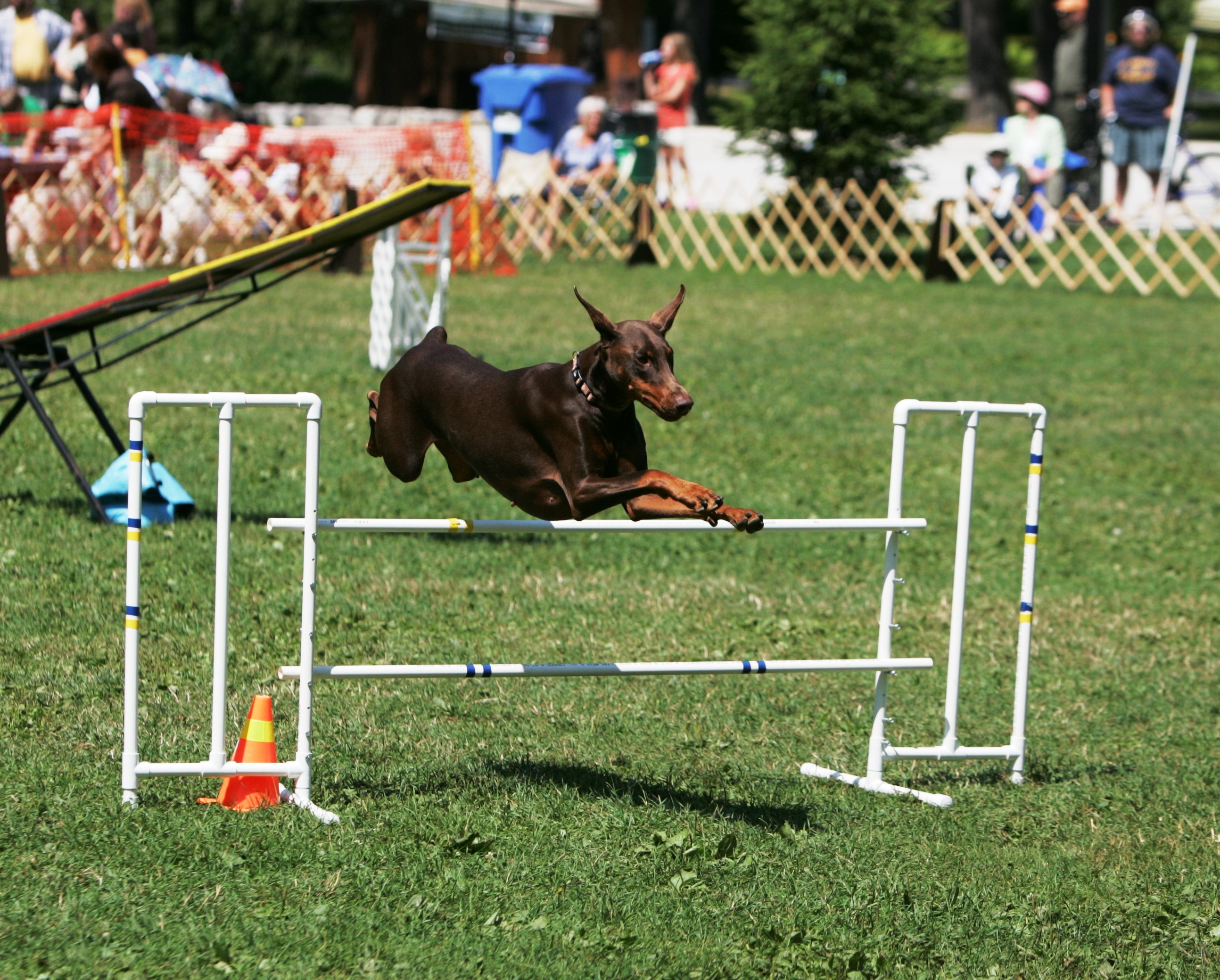 Doberman Pinscher jumping over a hurdle during a dog agility competition HD Wallpaper