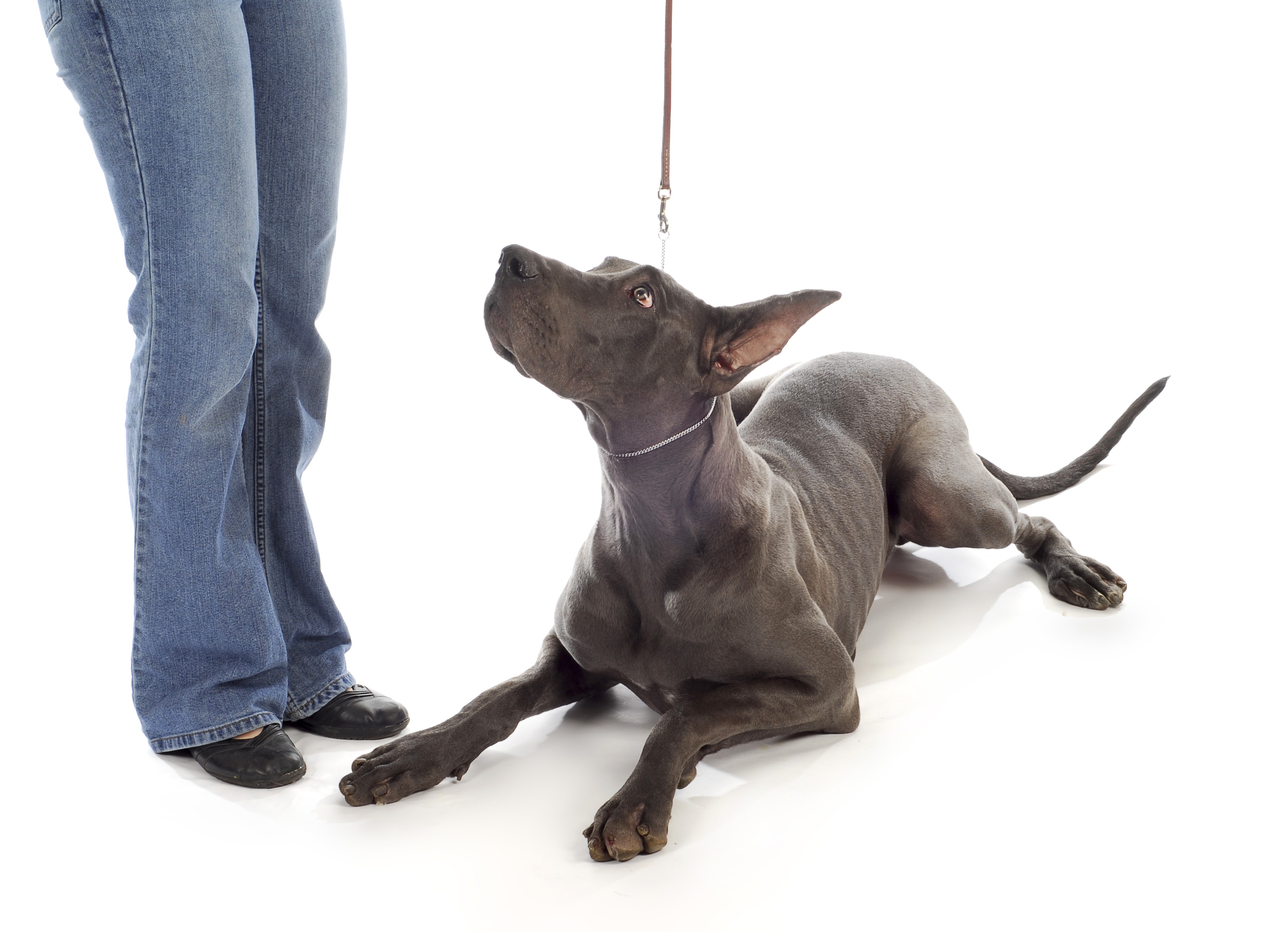 Great Dane dog on a leash with a person HD Wallpaper