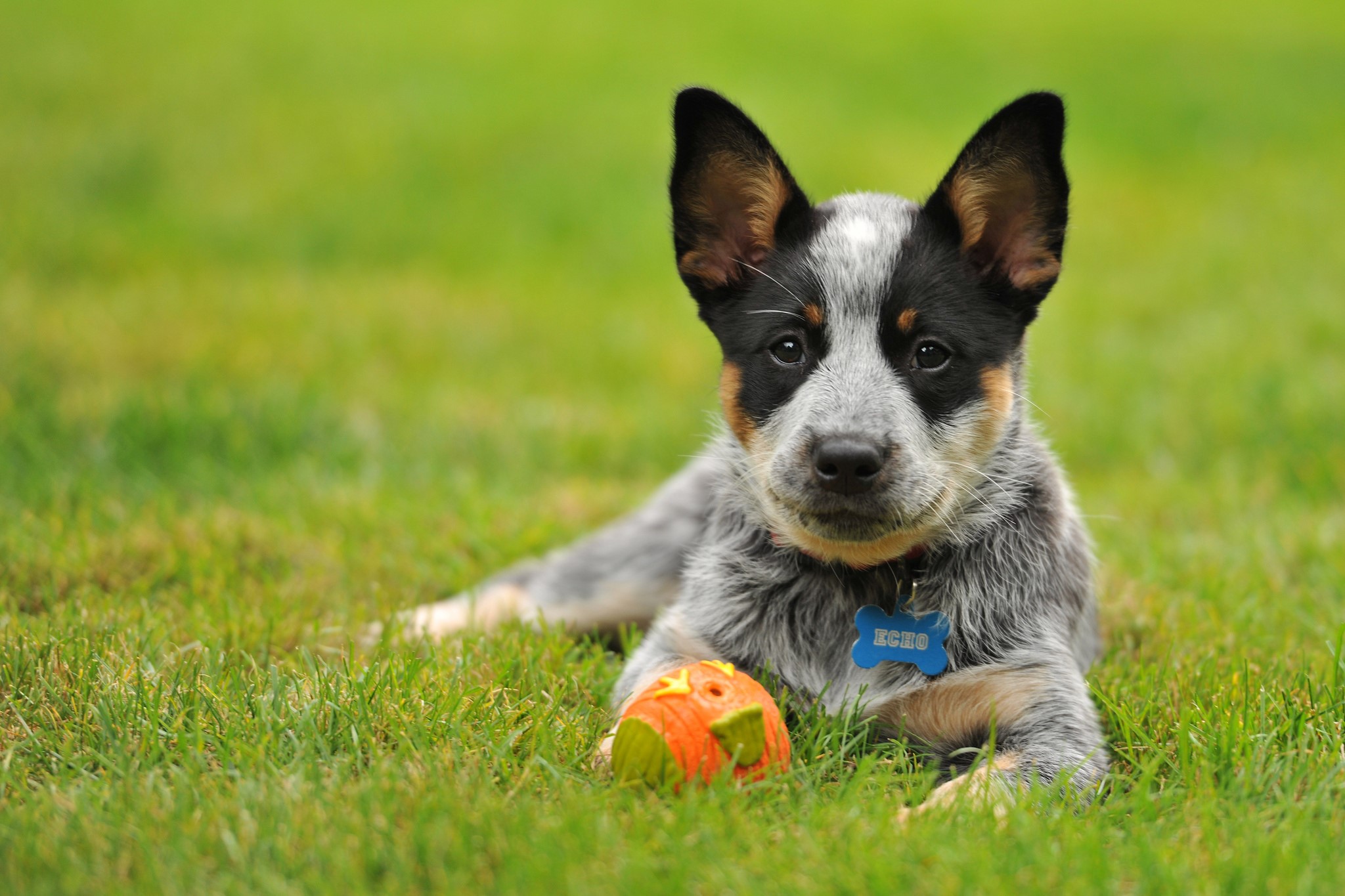 Australian Cattle Dog puppy with a ball on grass HD Wallpaper