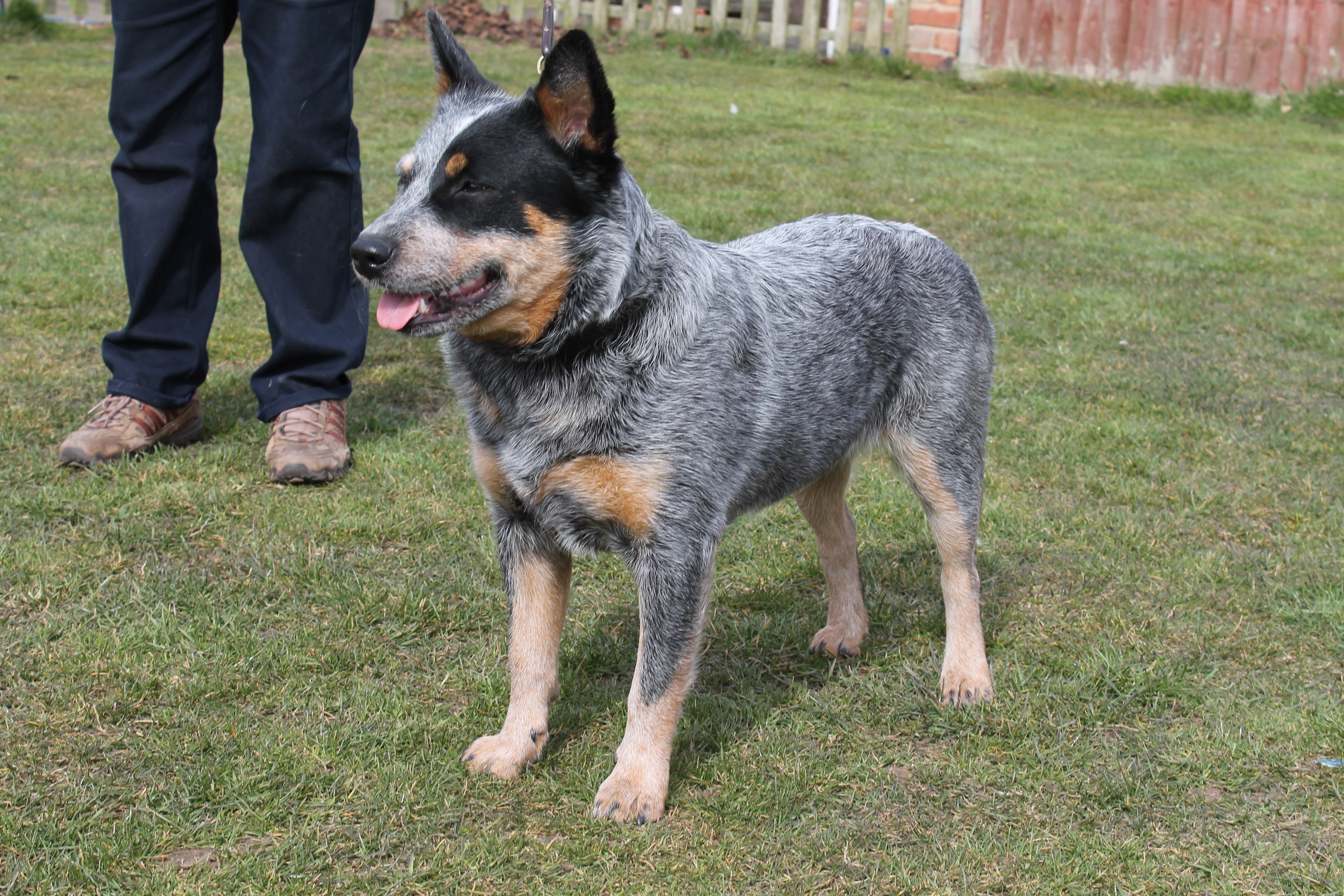 Australian Cattle Dog on Grass HD Wallpaper
