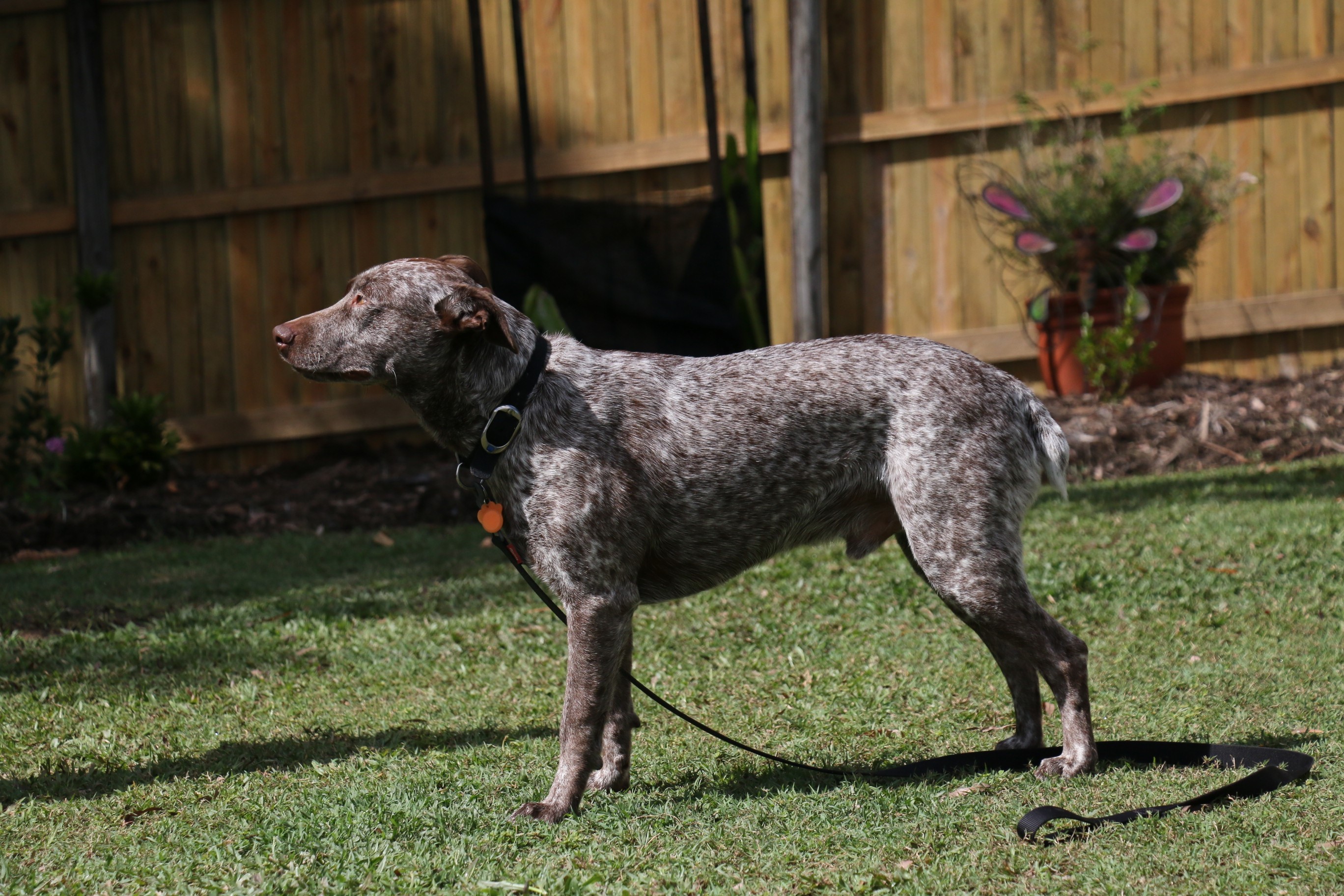 Spotted Australian Cattle Dog on a Leash in a Yard HD Wallpaper