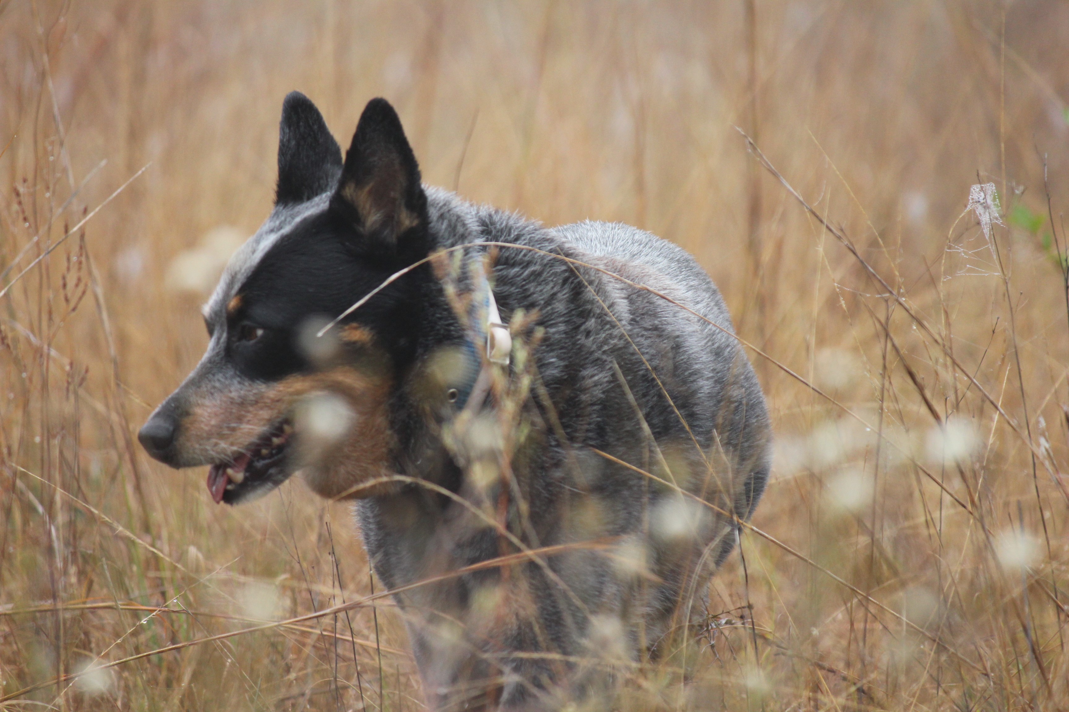 Australian Cattle Dog in tall grass HD Wallpaper