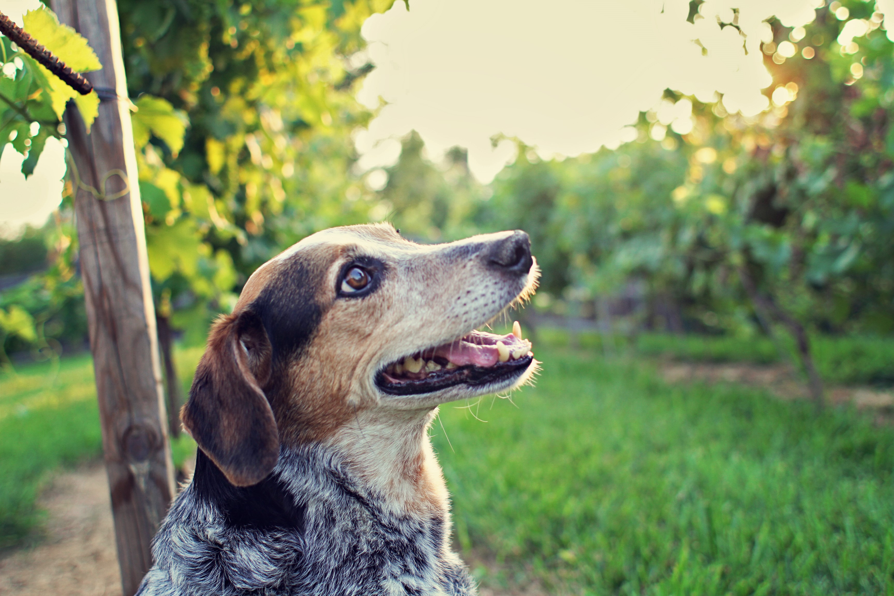 Dog looking up in a vineyard HD Wallpaper