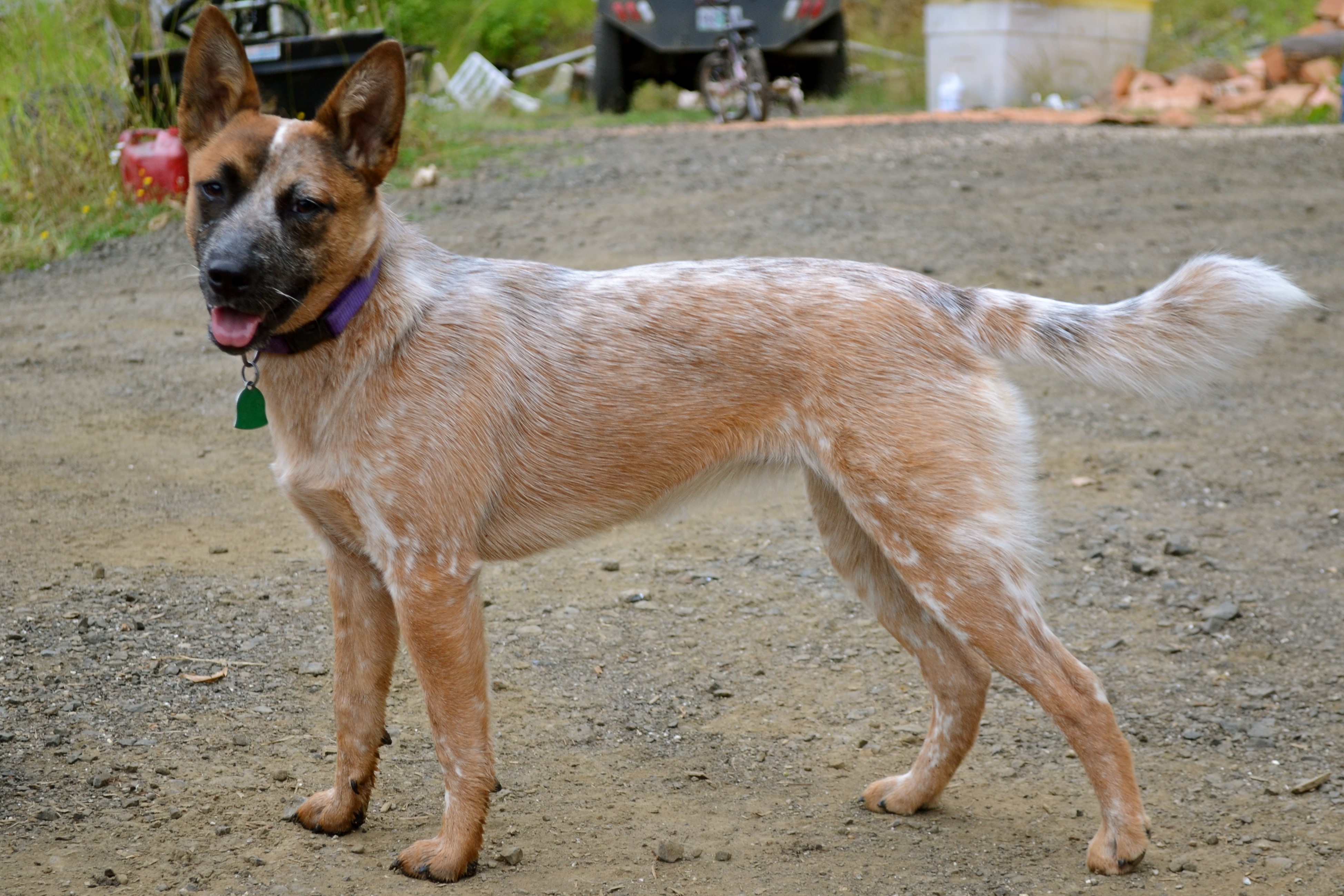 Red Heeler Dog with Purple Collar HD Wallpaper