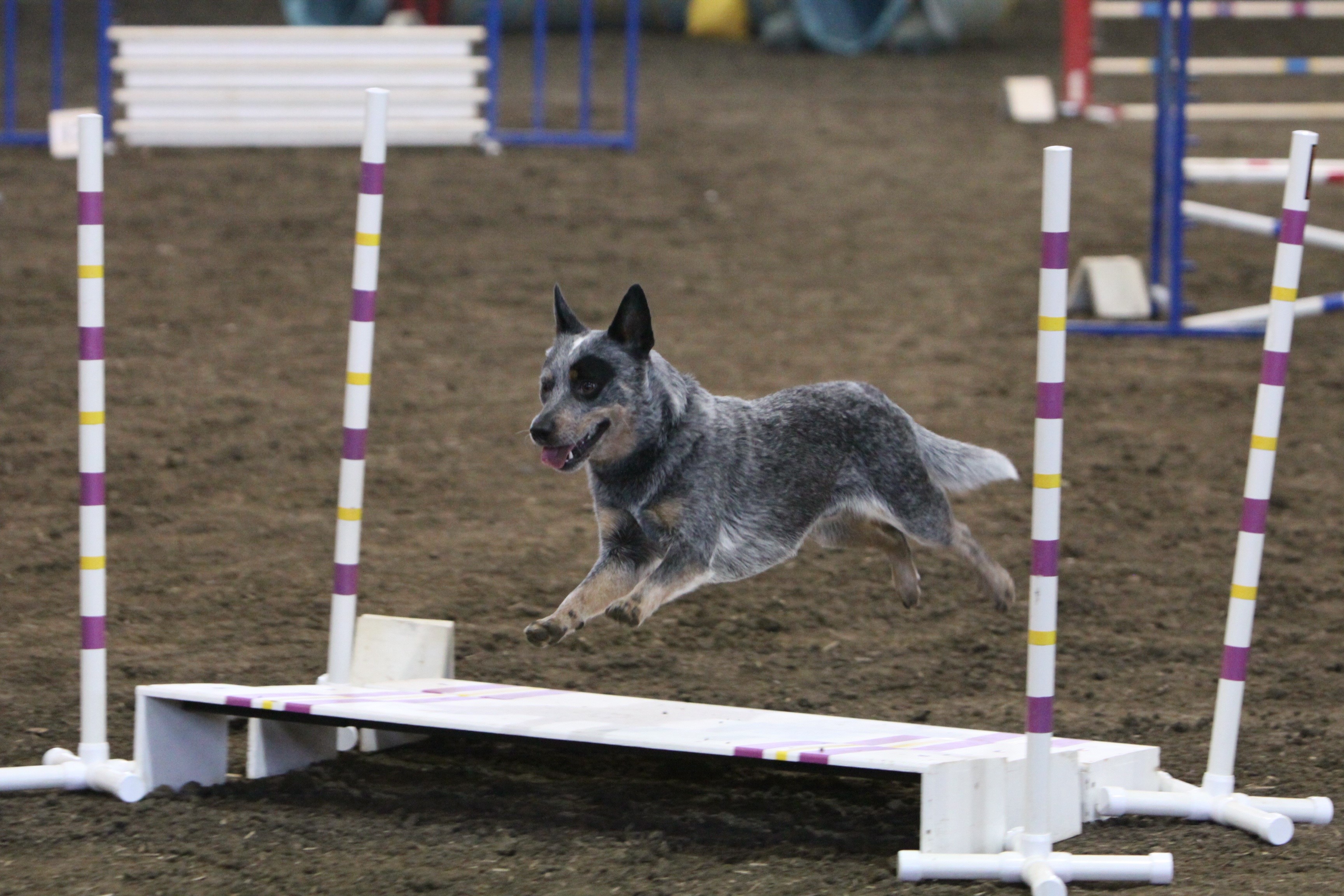 Australian Cattle Dog jumping over agility equipment HD Wallpaper