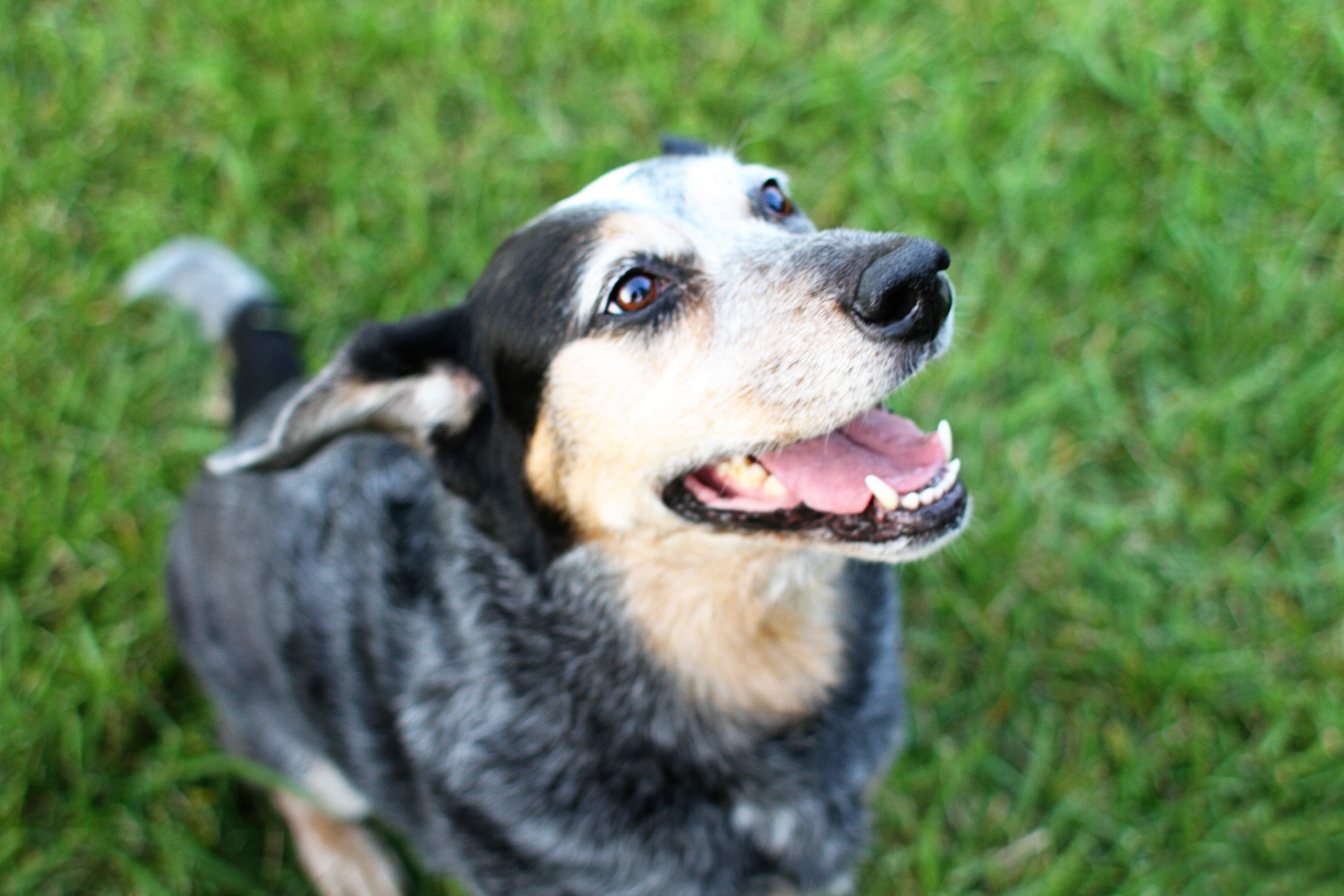 Australian Cattle Dog looking up in grass HD Wallpaper