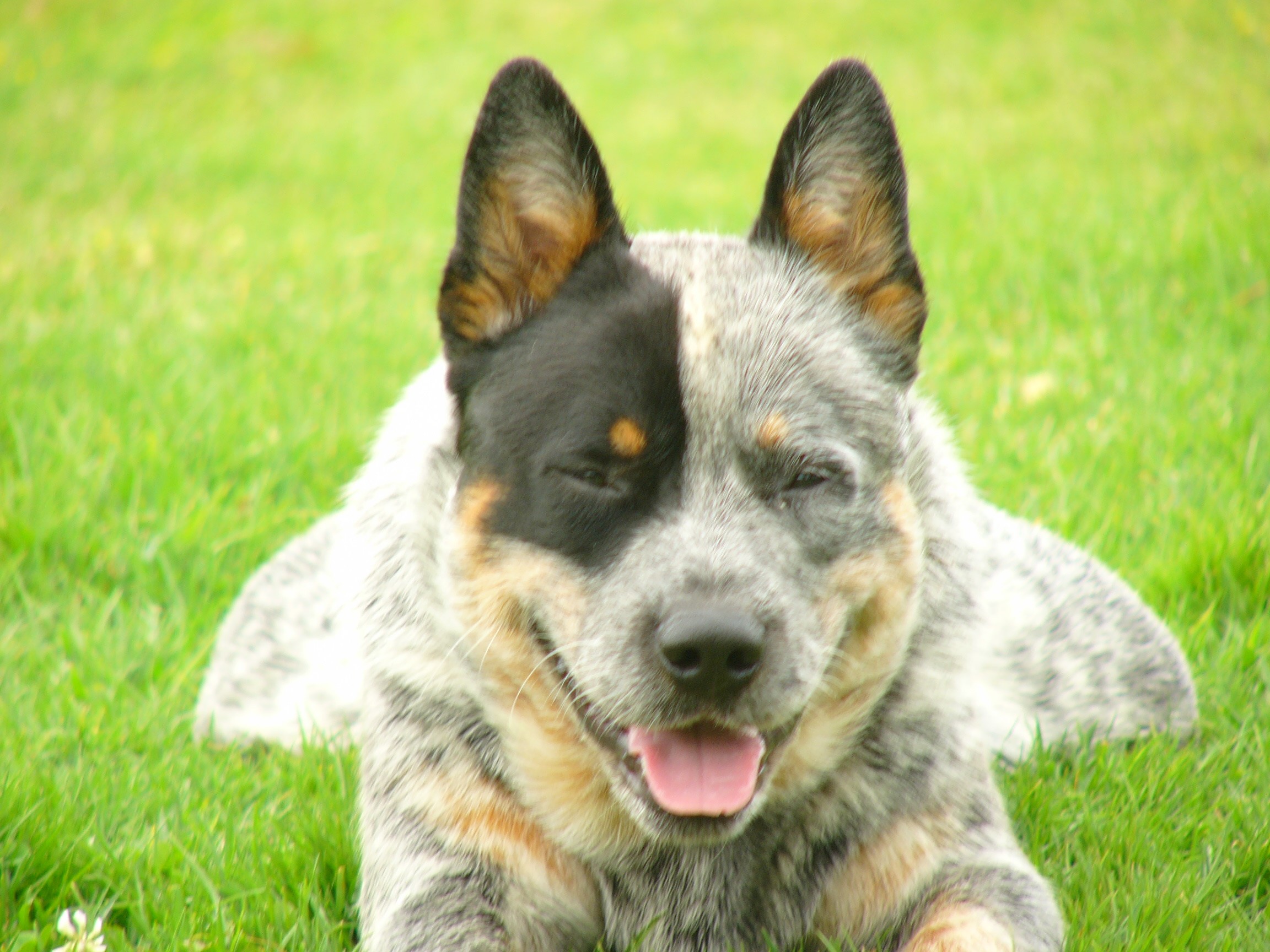 Australian Cattle Dog lying on grass HD Wallpaper