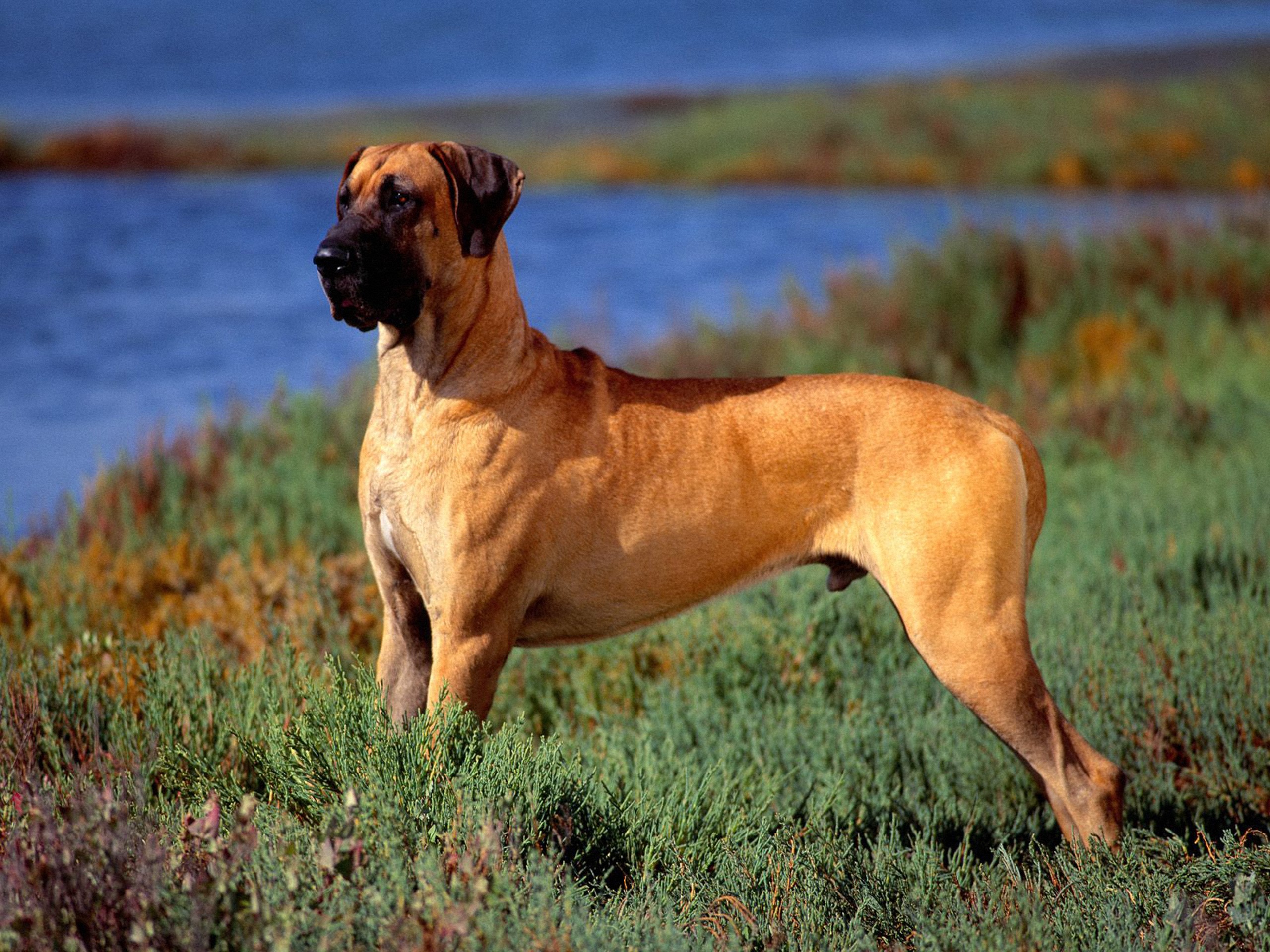 Great Dane standing in tall grass near water HD Wallpaper