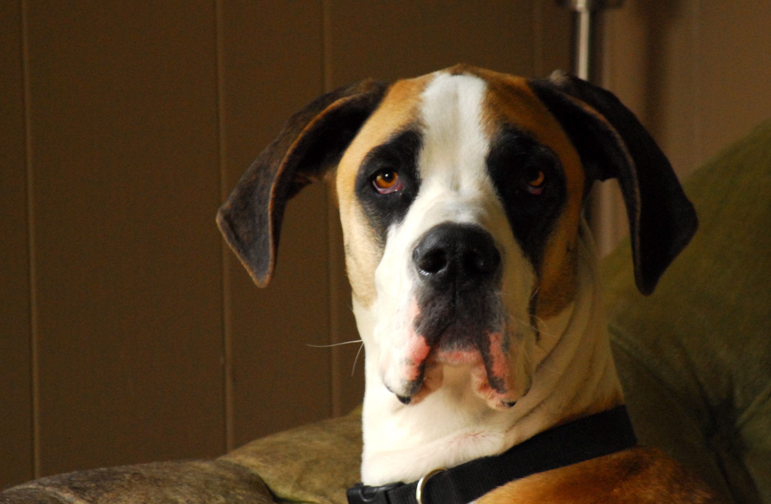 Great Dane dog looking forward HD Wallpaper