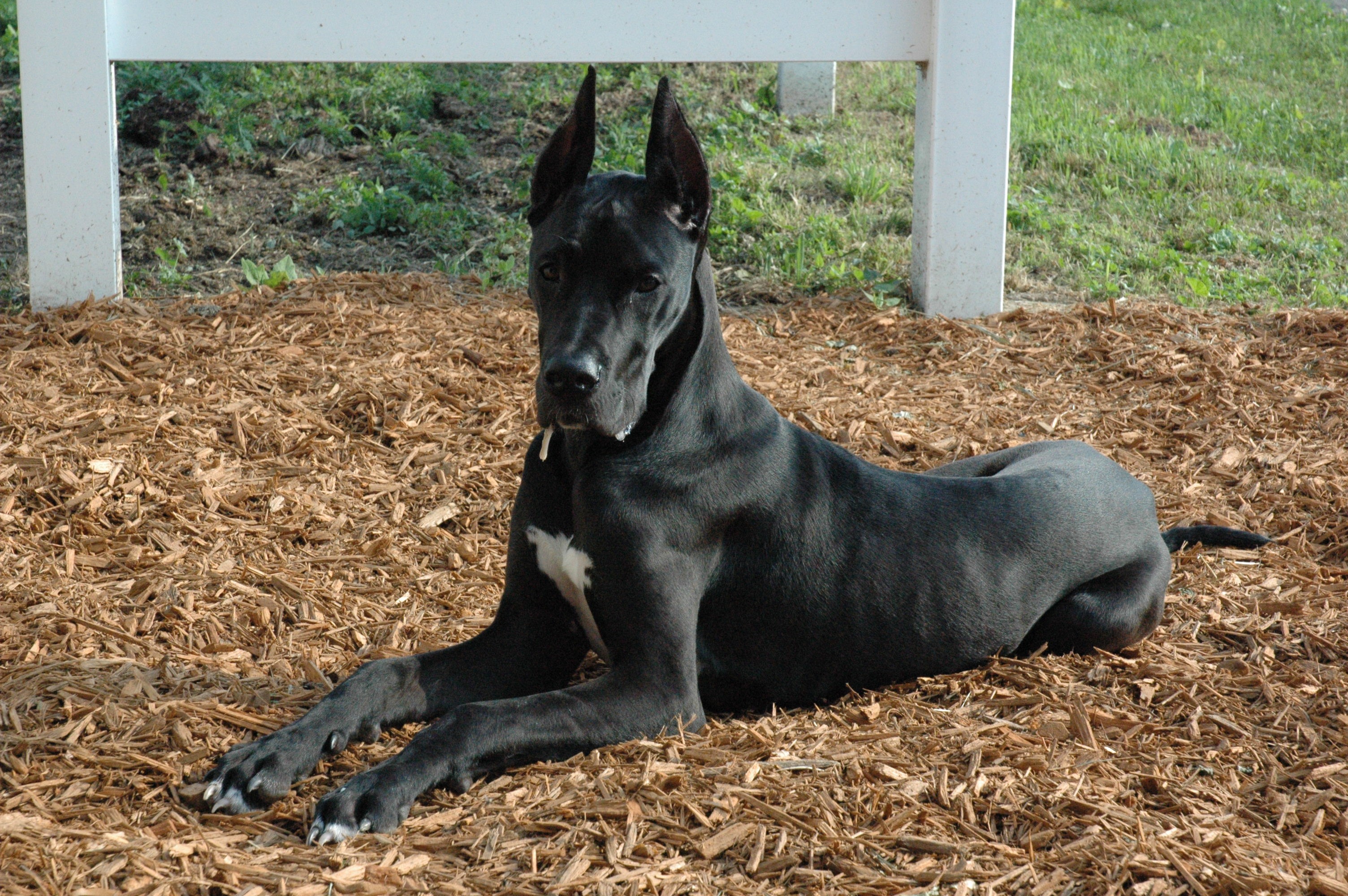 Black Great Dane lying on wood chips HD Wallpaper