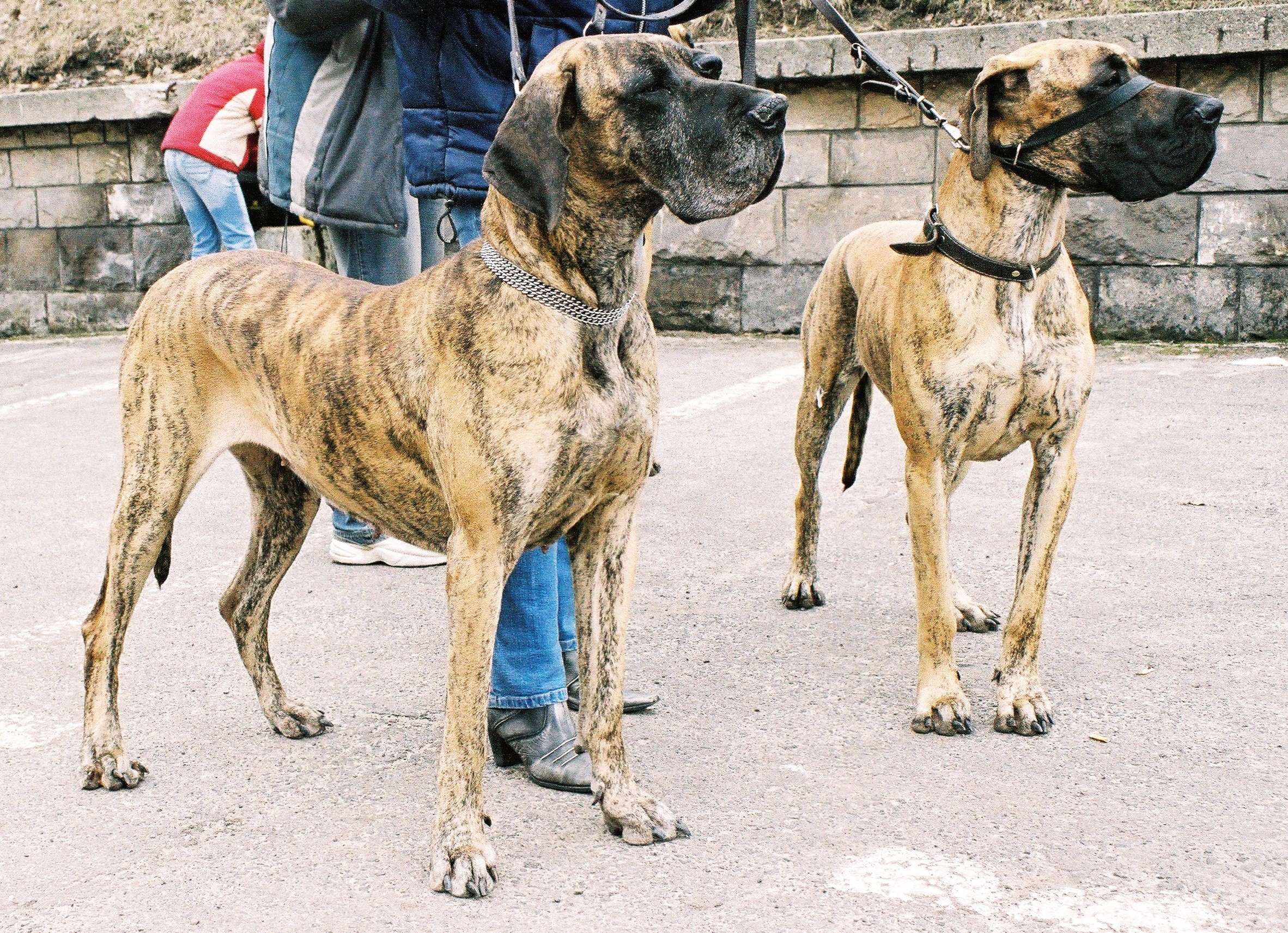 Two Great Danes on leashes HD Wallpaper