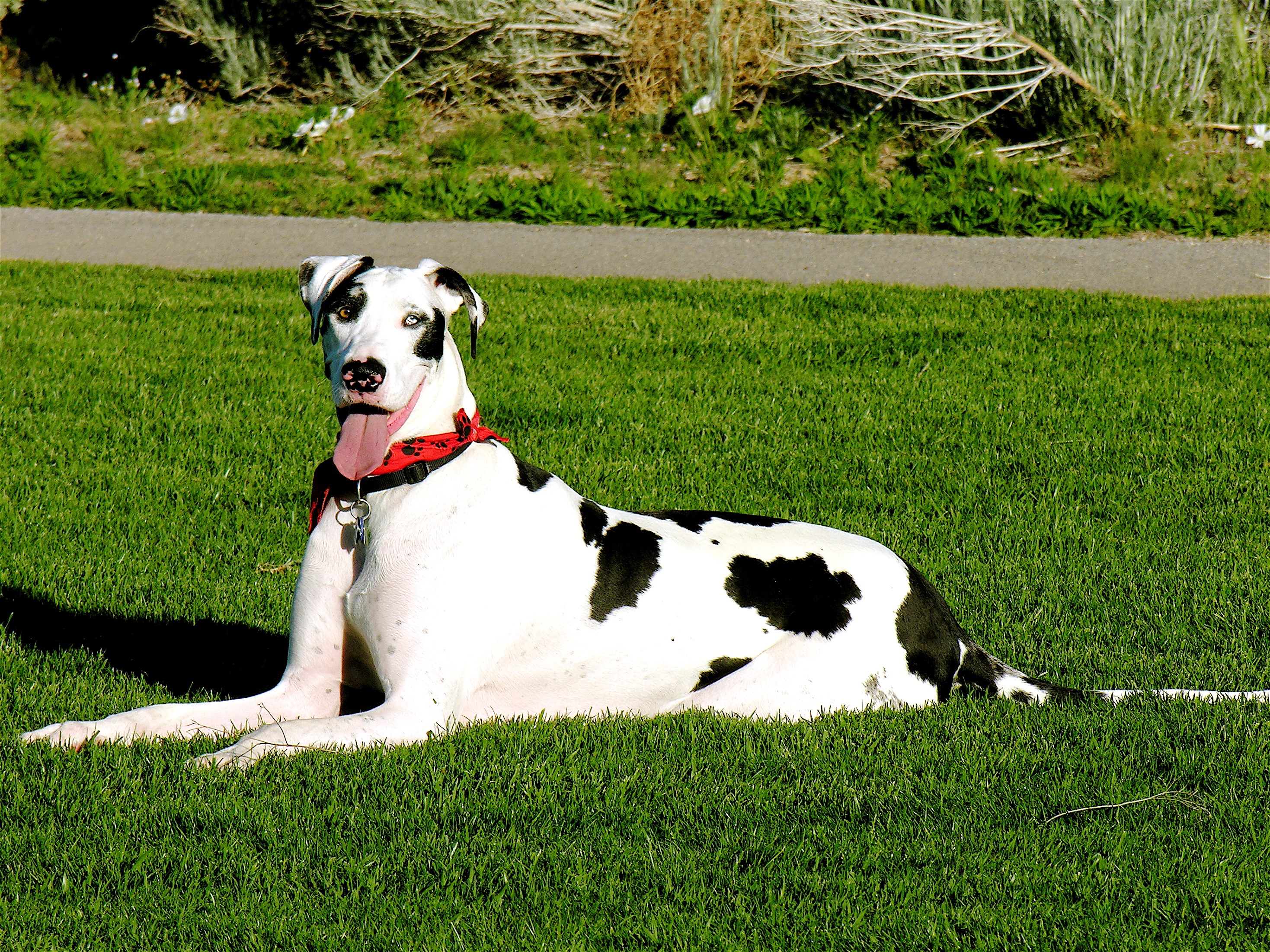 Harlequin Great Dane lying on grass HD Wallpaper