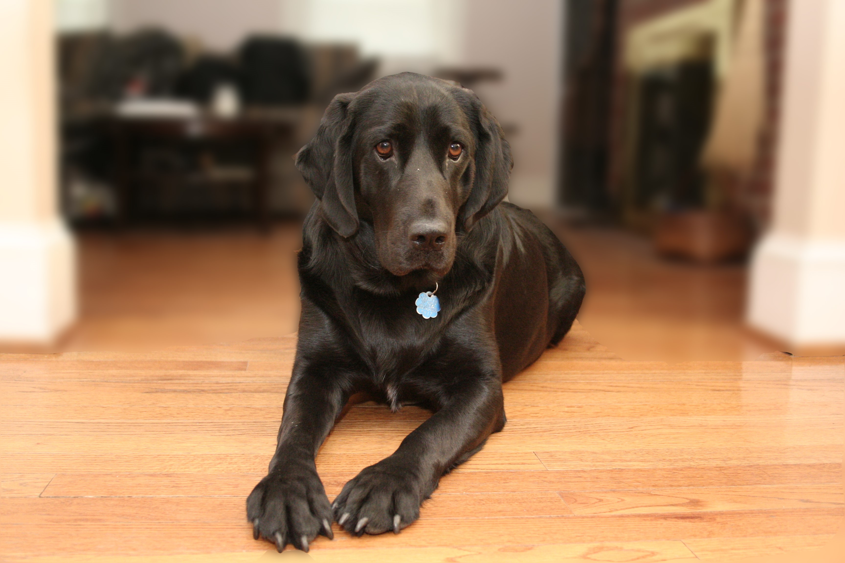 Black Labrador Retriever dog lying on wooden floor HD Wallpaper
