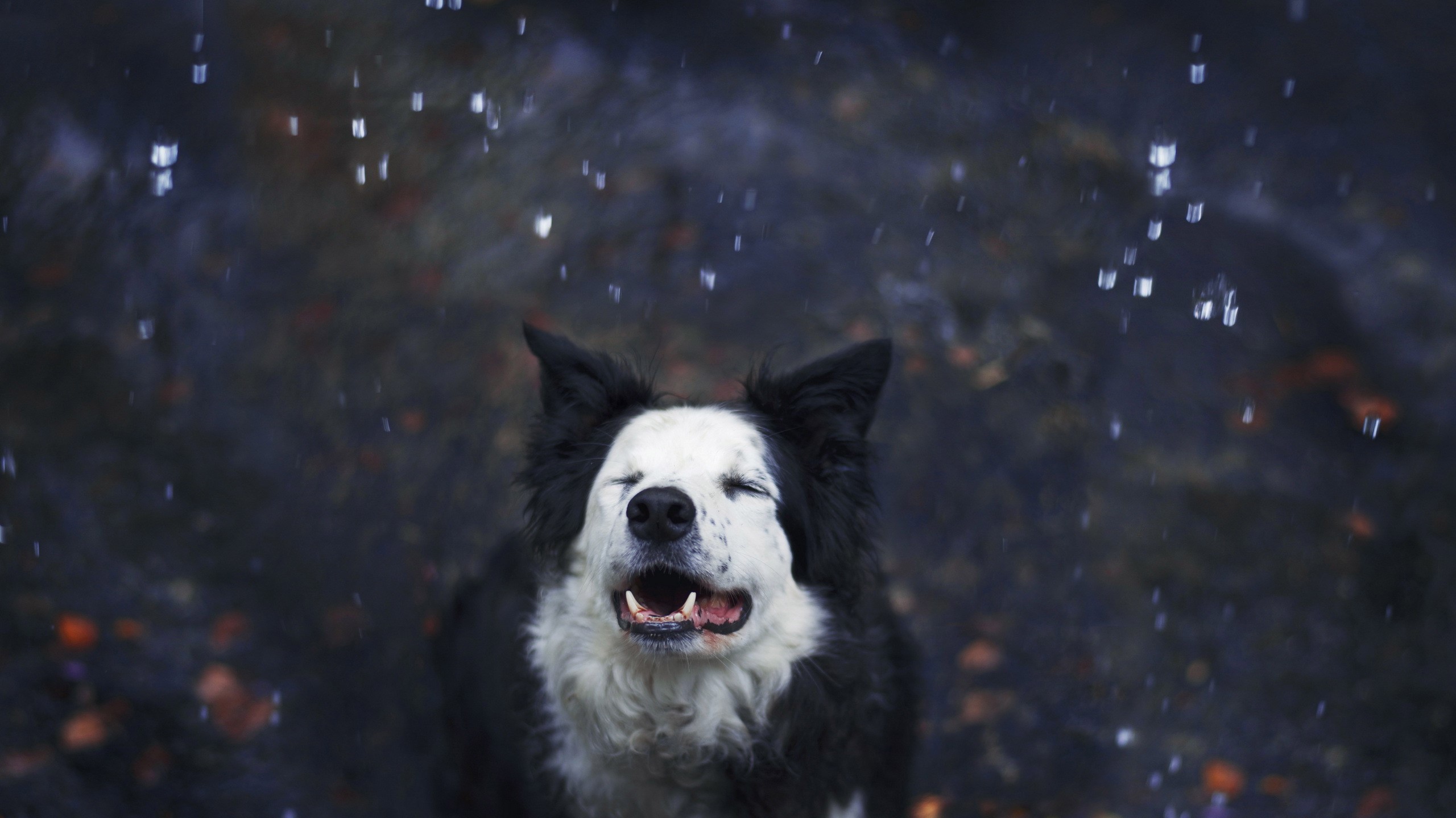 Border Collie dog in the rain HD Wallpaper