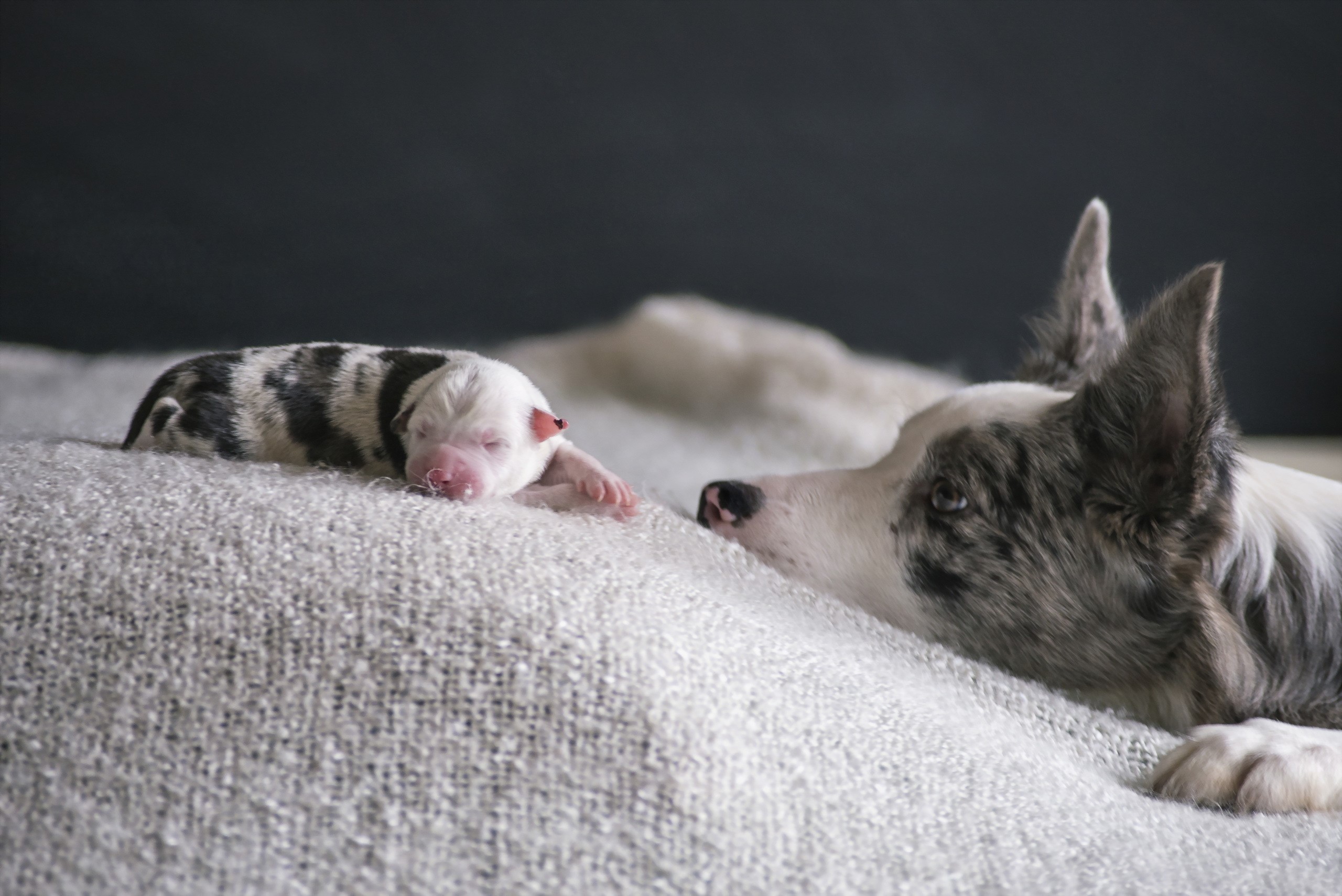 Newborn Border Collie puppy with mother HD Wallpaper