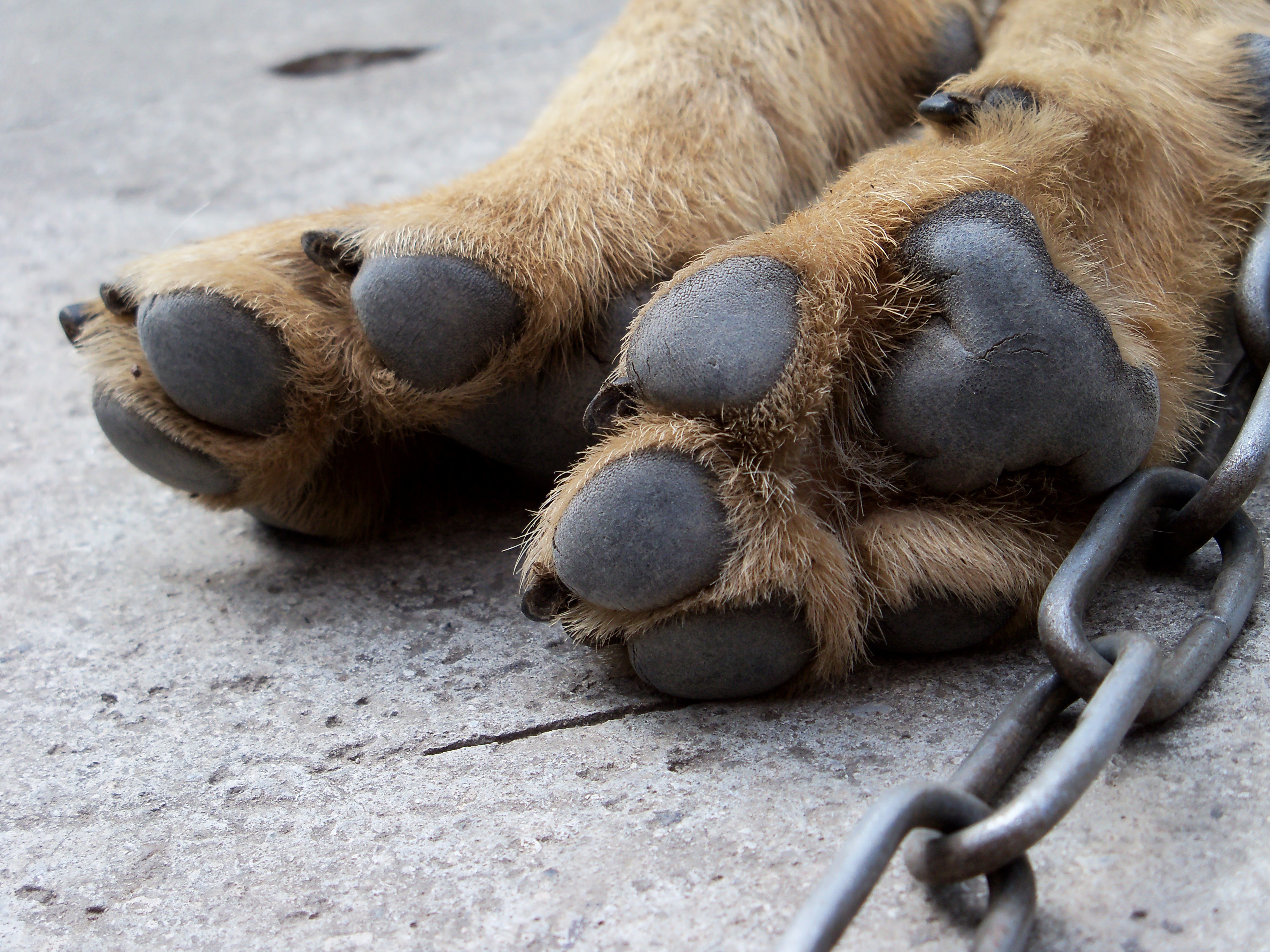 Close-up of dog paws and a metal chain HD Wallpaper