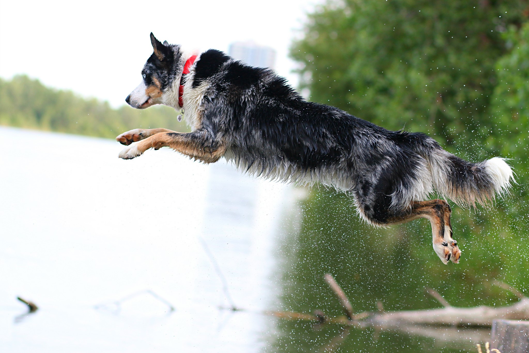 Border Collie dog jumping into a lake HD Wallpaper