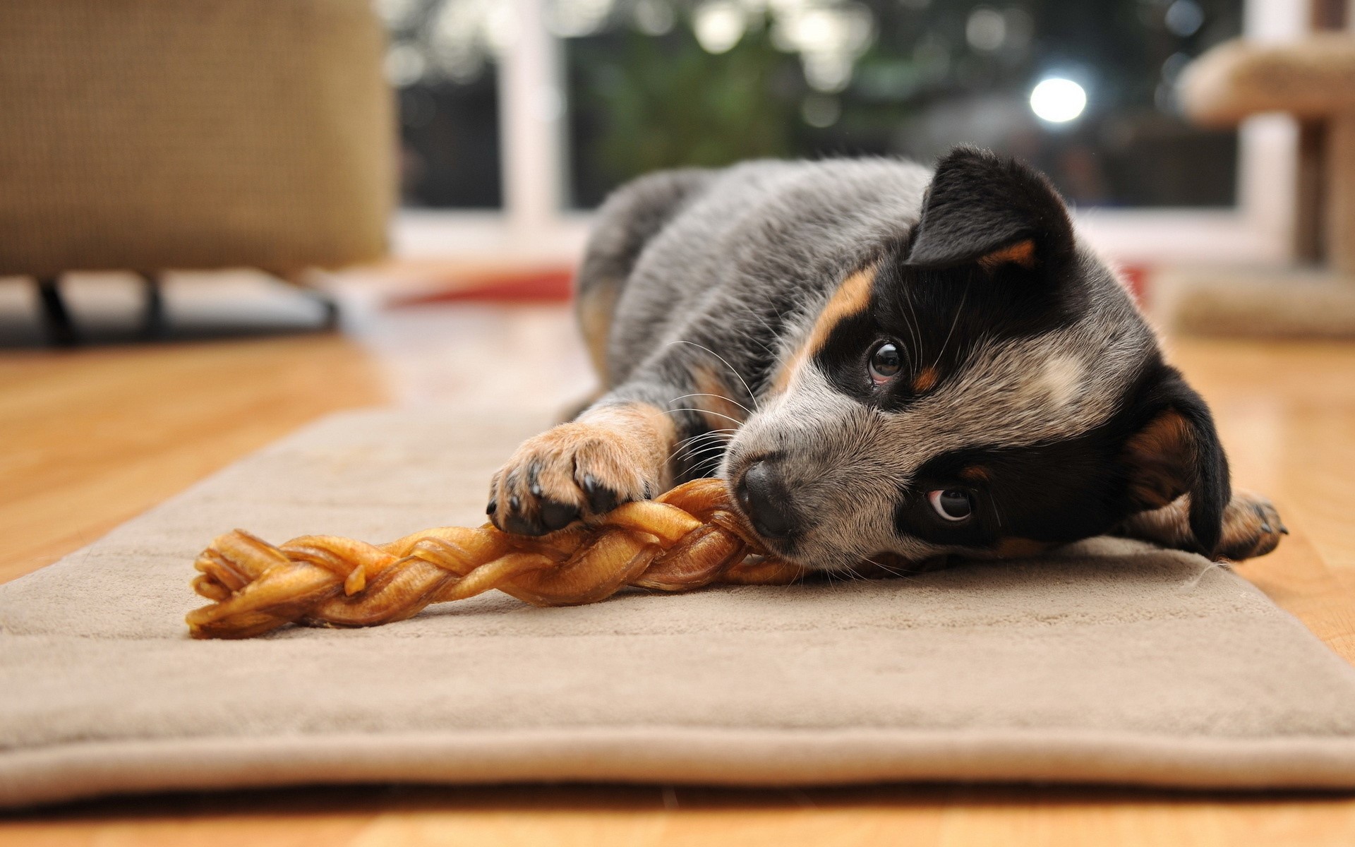 Puppy chewing on a braided rawhide bone HD Wallpaper