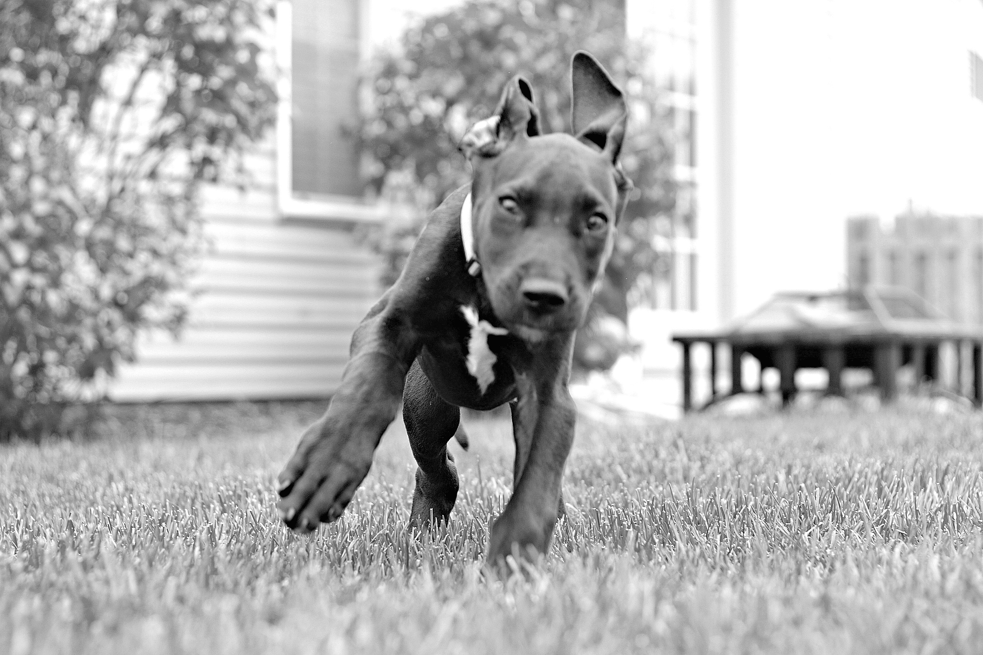 Great Dane puppy running on grass HD Wallpaper