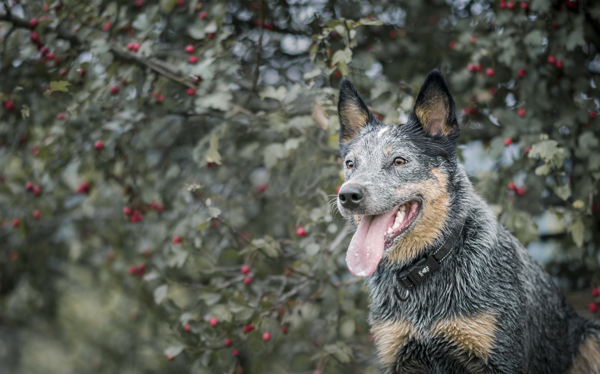 Australian Cattle Dog sitting in front of a tree with red berries HD Wallpaper