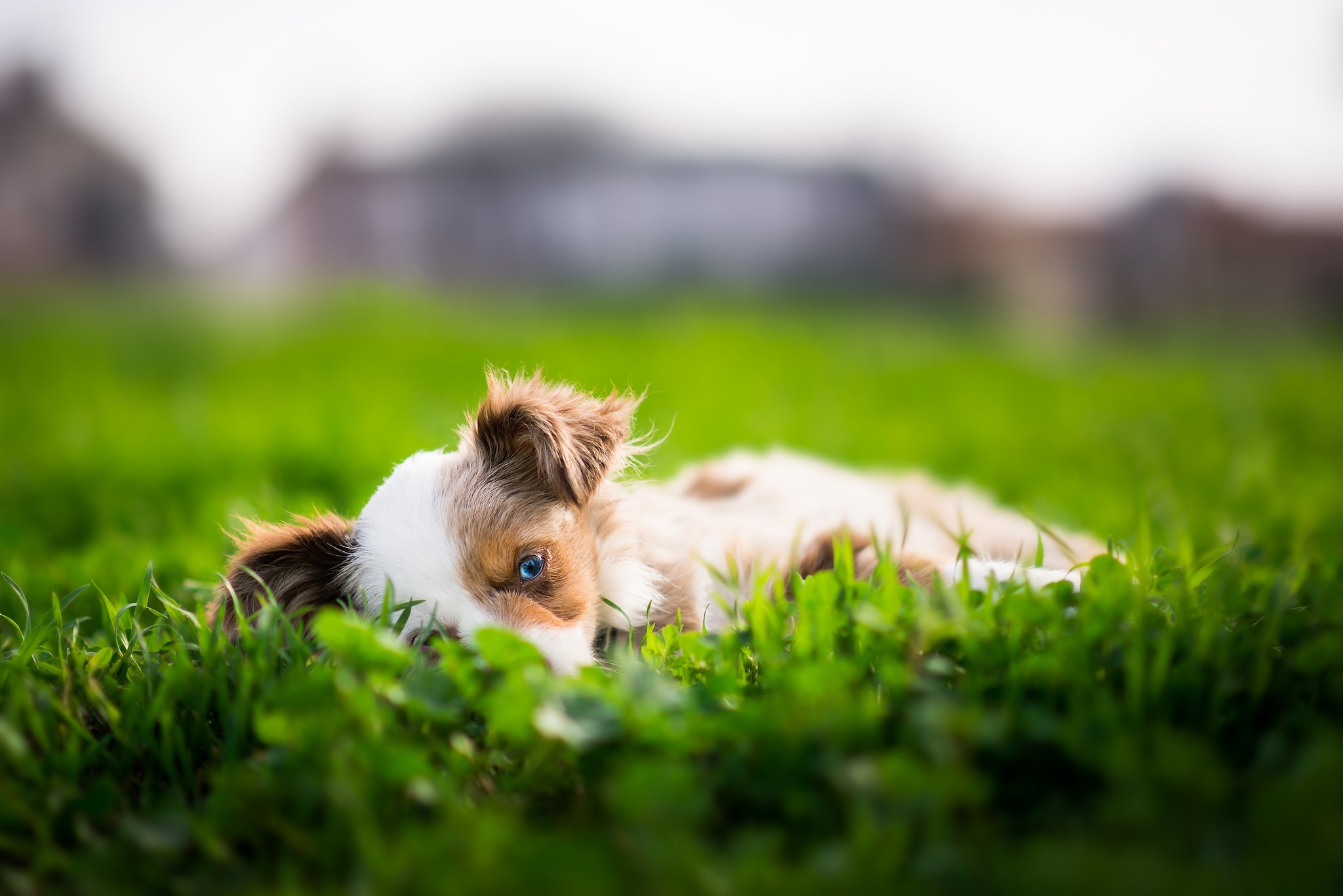 Puppy with blue eyes lying in green grass HD Wallpaper