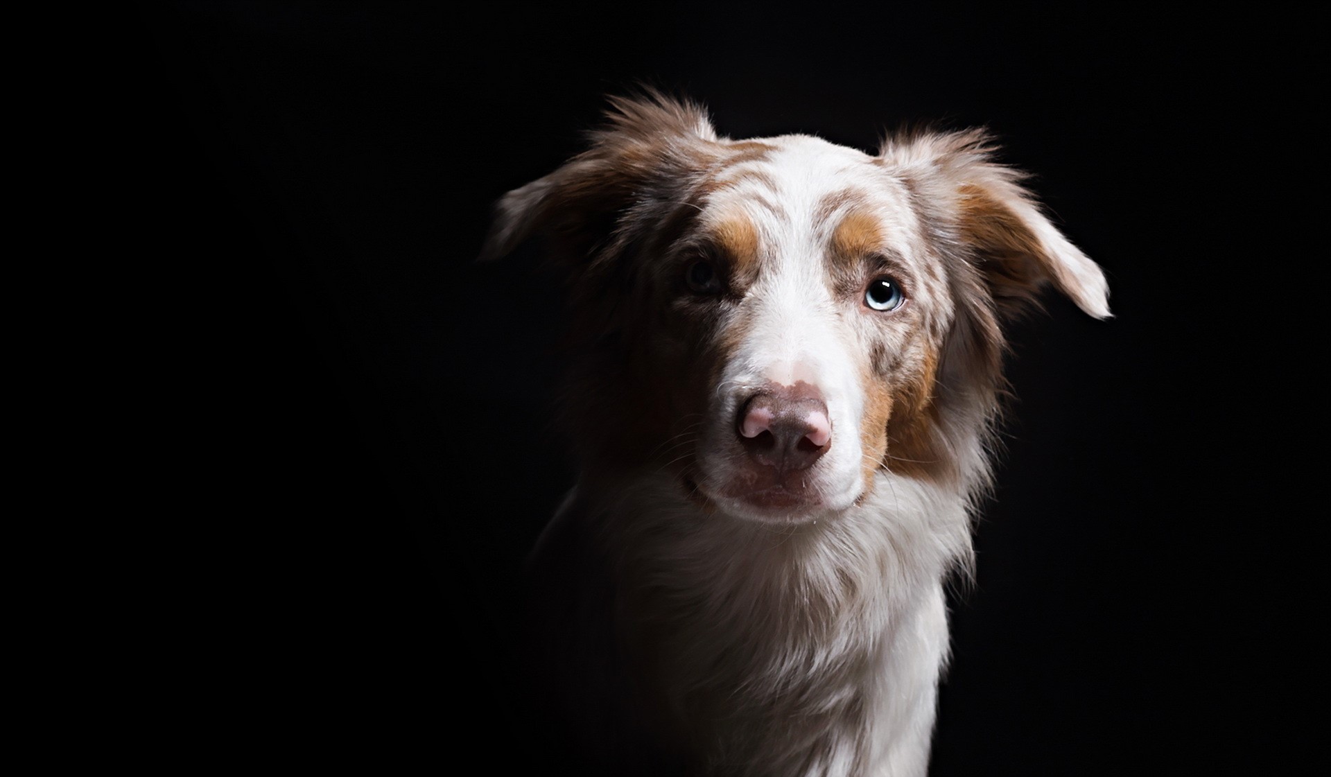 Australian Shepherd dog with blue eyes looking forward HD Wallpaper