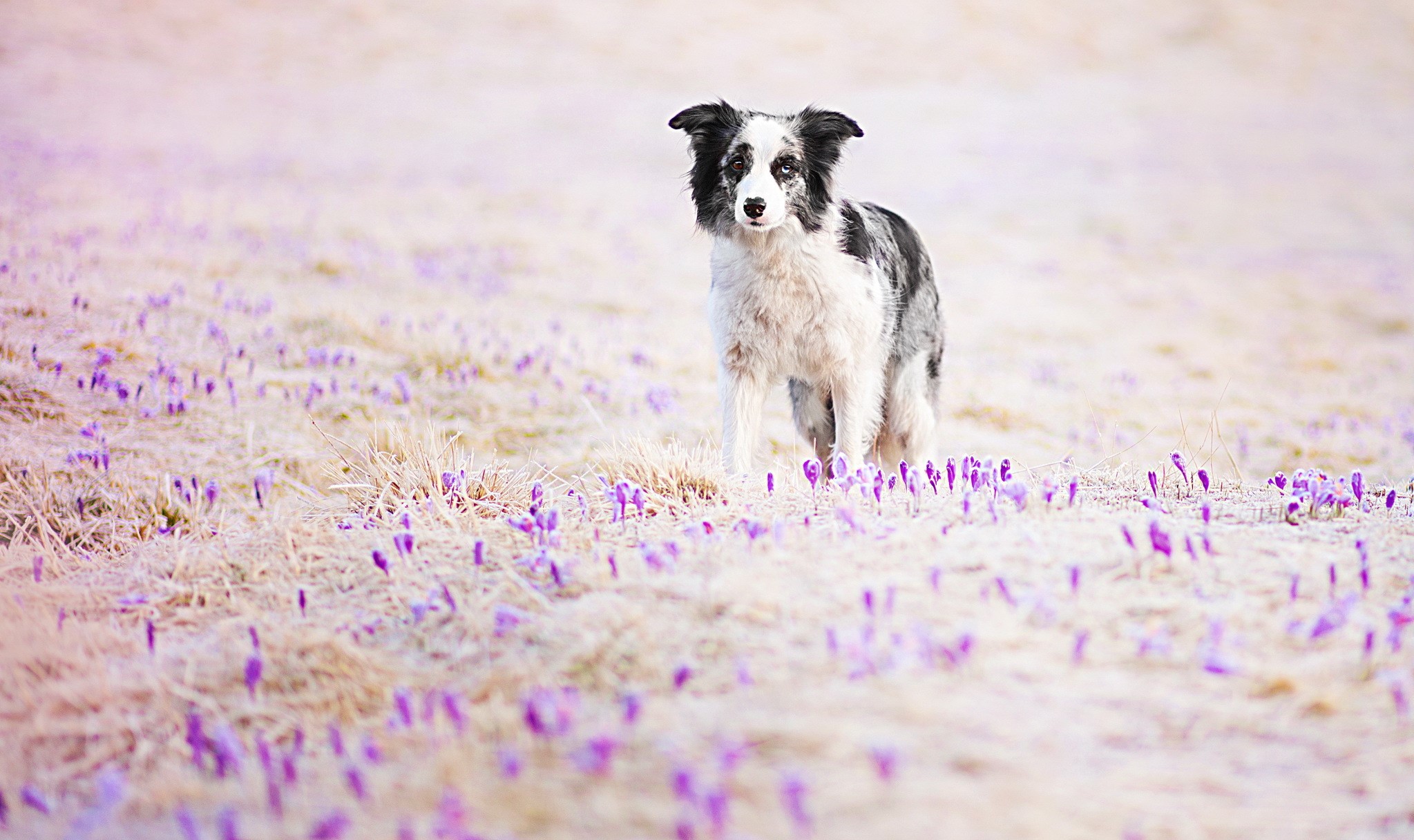 Border Collie dog in a field of purple crocuses HD Wallpaper