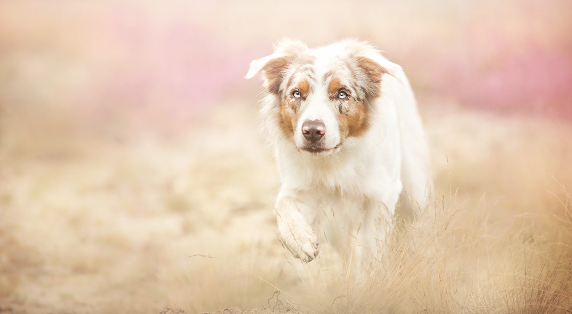 Merle Border Collie dog with blue eyes in a field HD Wallpaper
