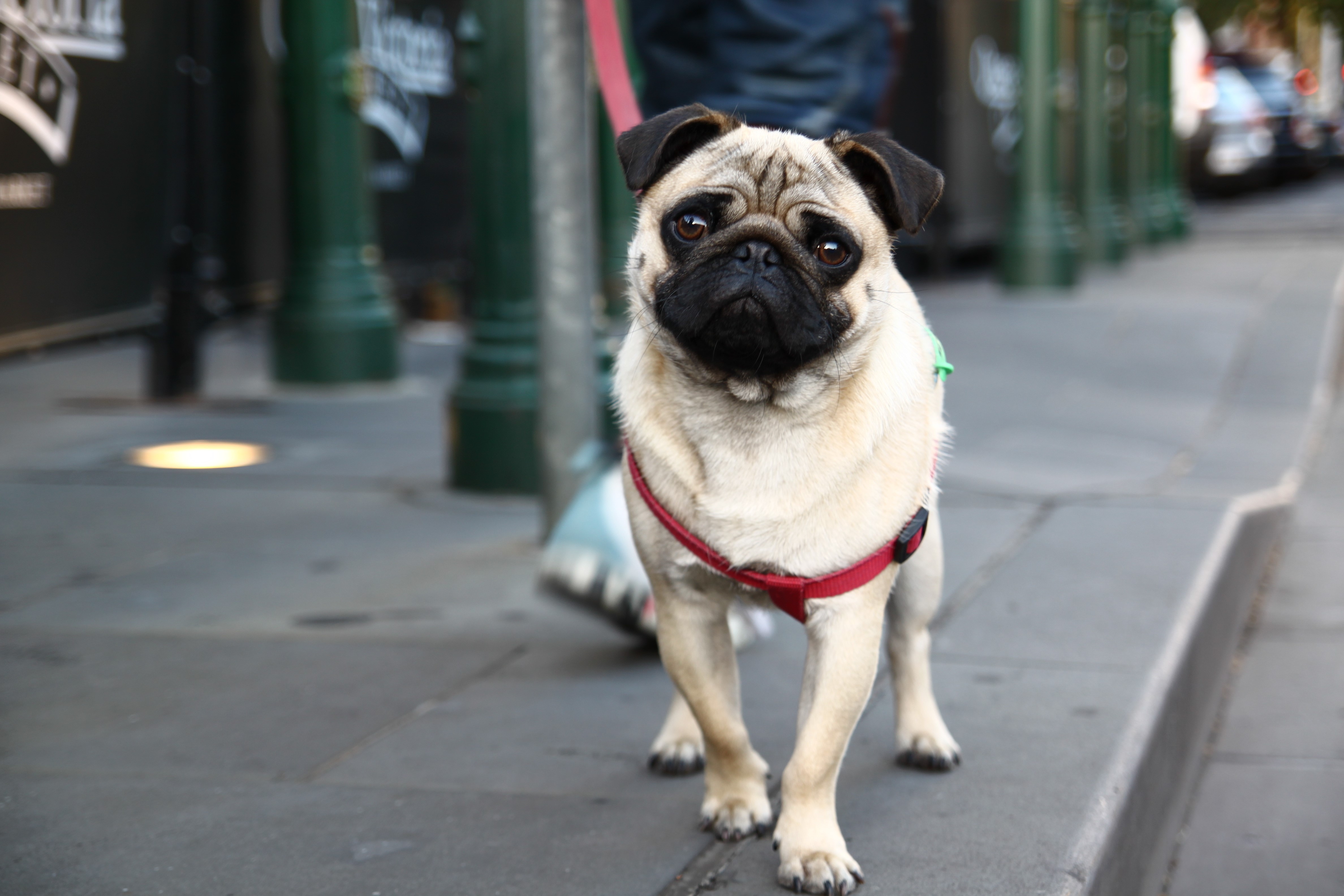 Pug on a leash HD Wallpaper