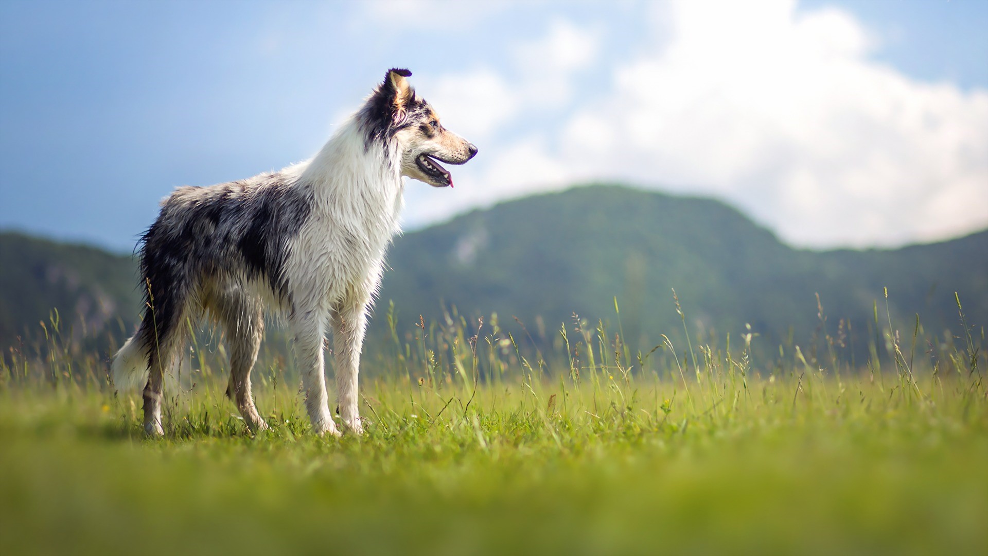 A Border Collie stands in a grassy field with mountains in the background. HD Wallpaper