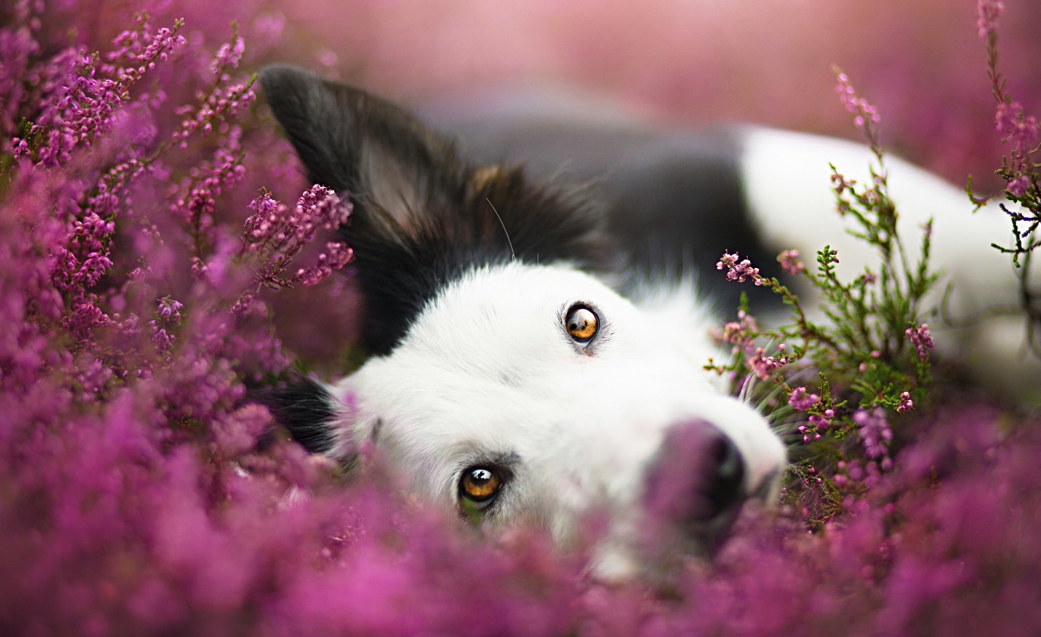 Border Collie dog lying in purple heather flowers HD Wallpaper
