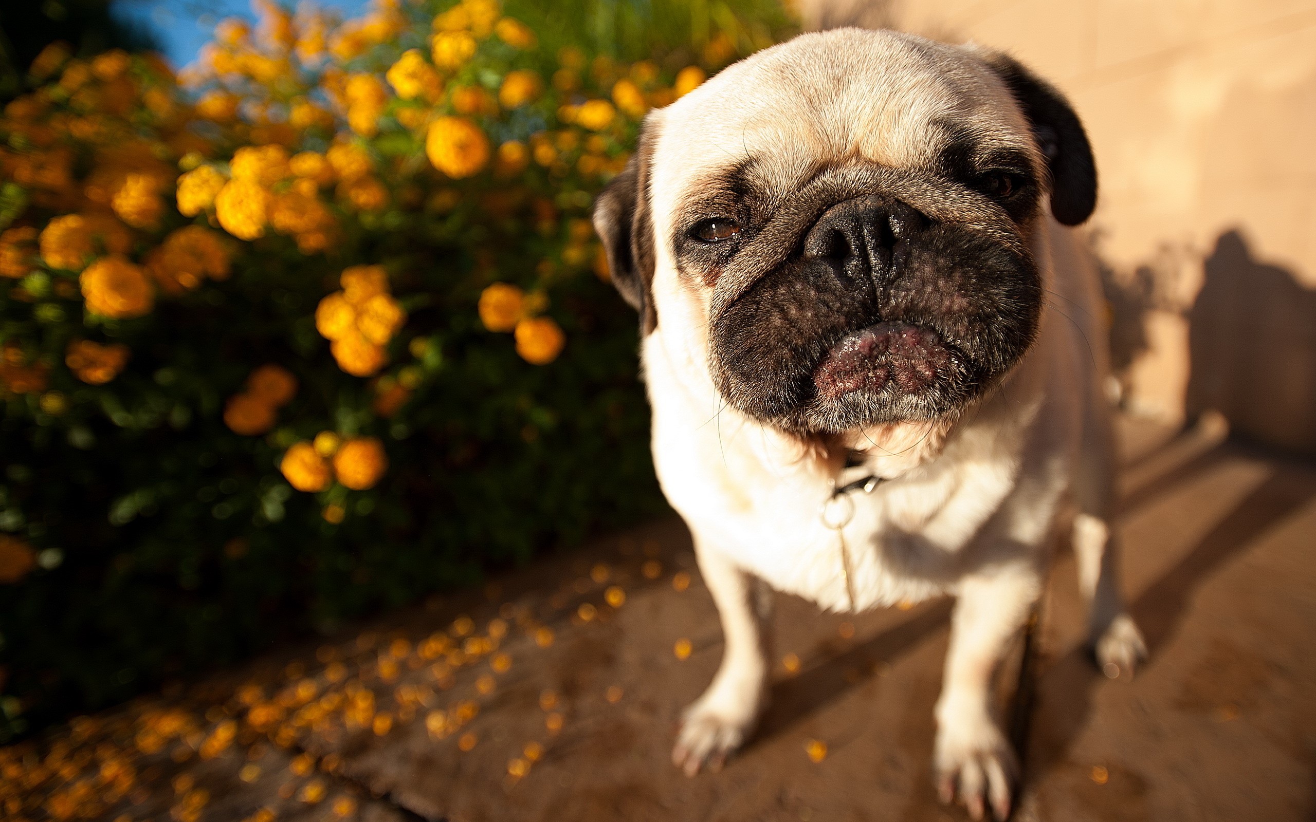 A pug dog sits near yellow flowers HD Wallpaper