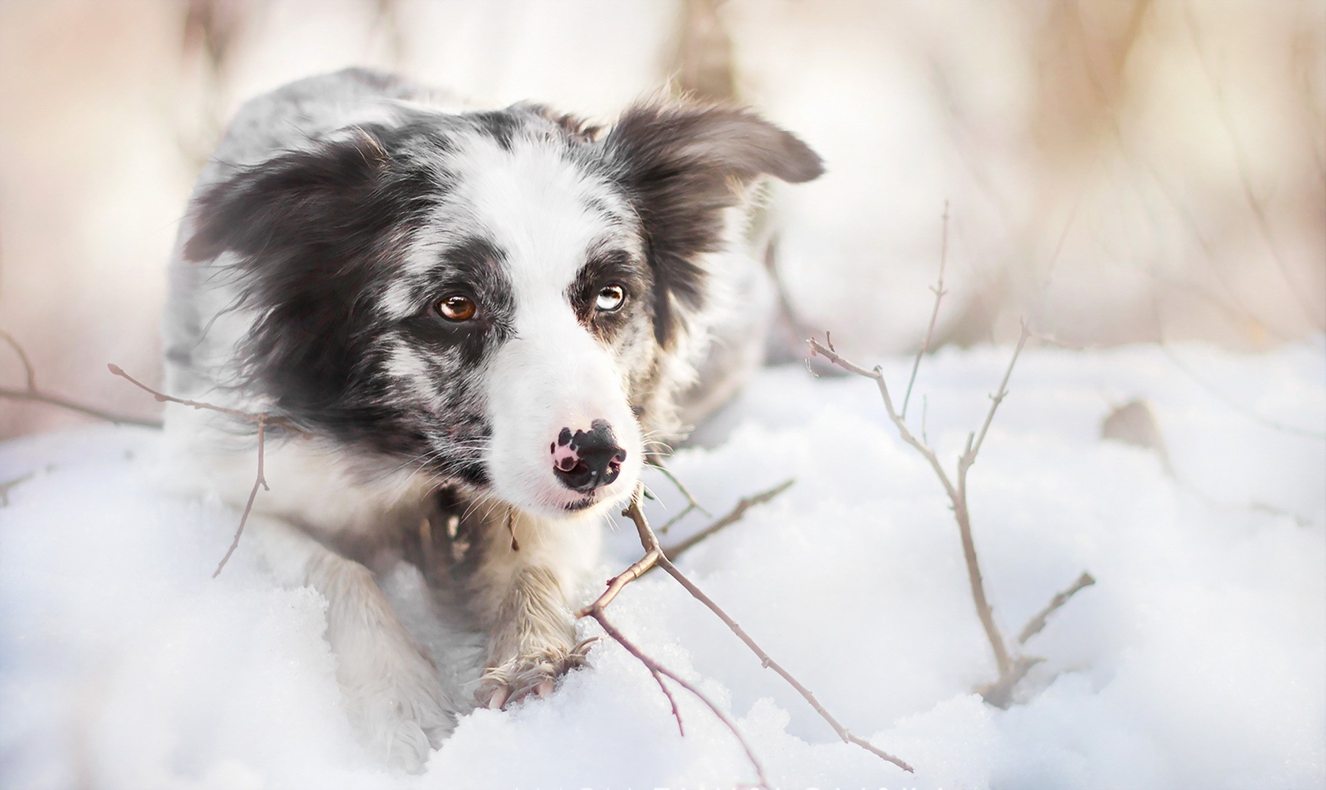 Border Collie dog in the snow HD Wallpaper